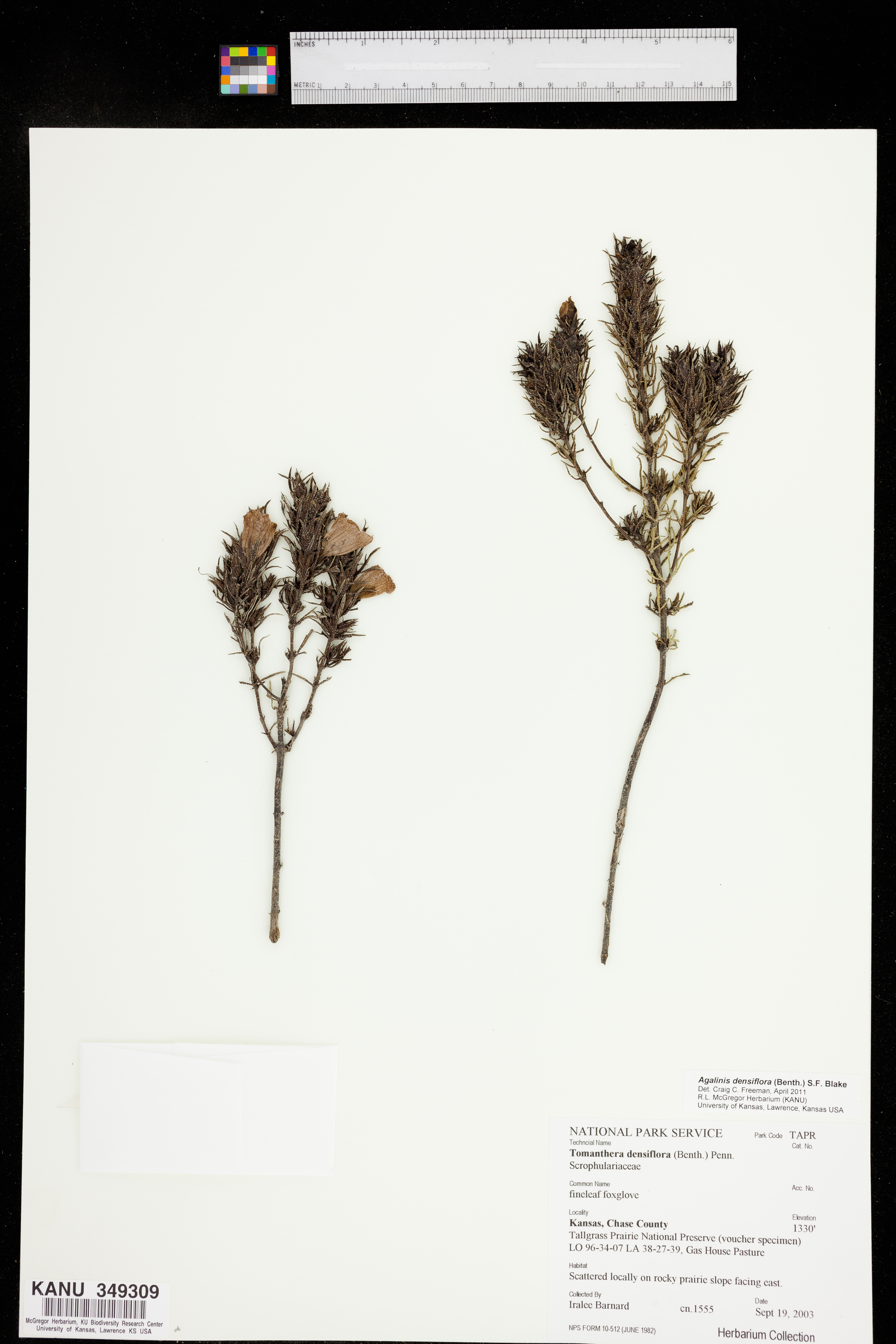 Agalinis densiflora image