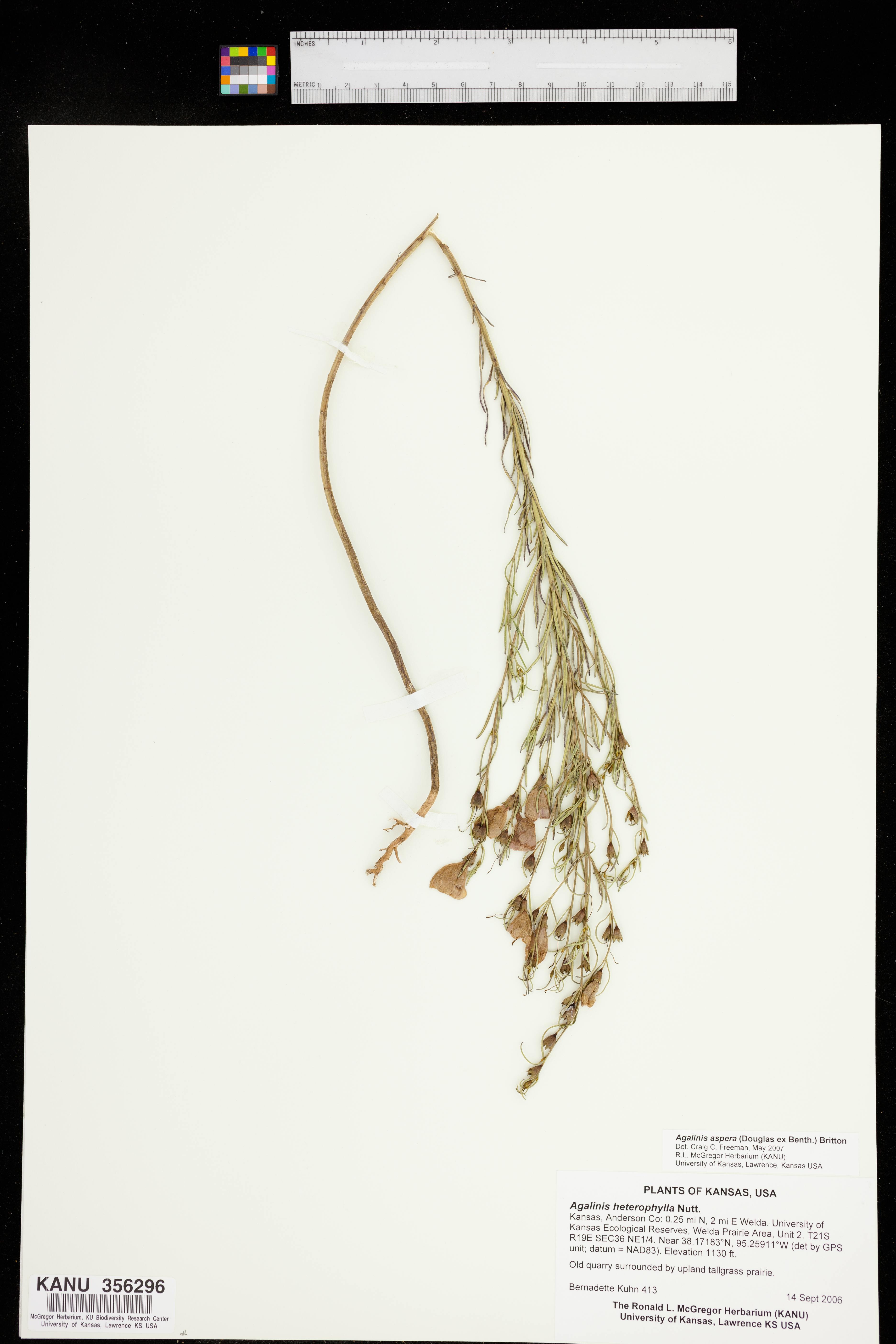 Agalinis aspera image