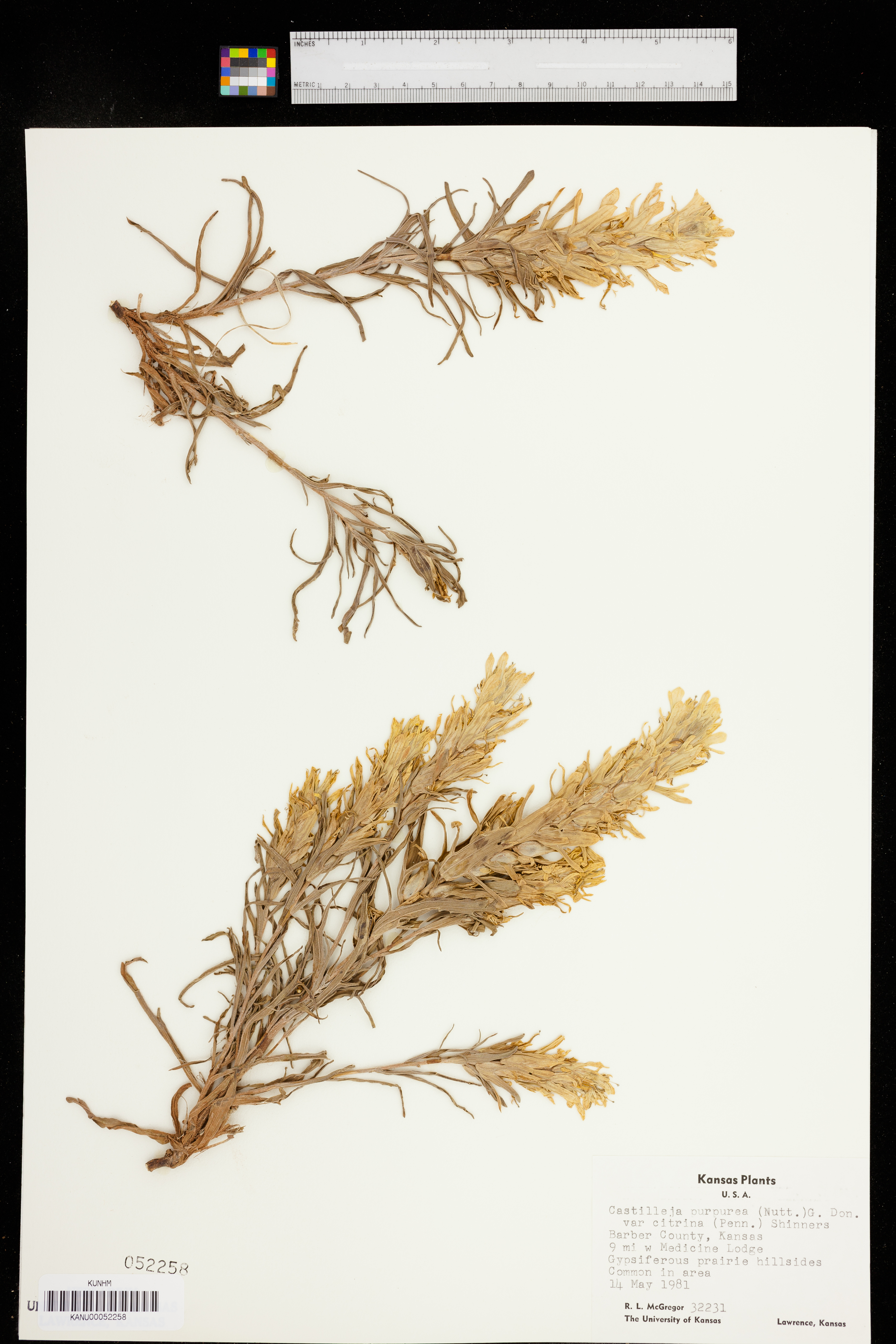 Castilleja citrina image