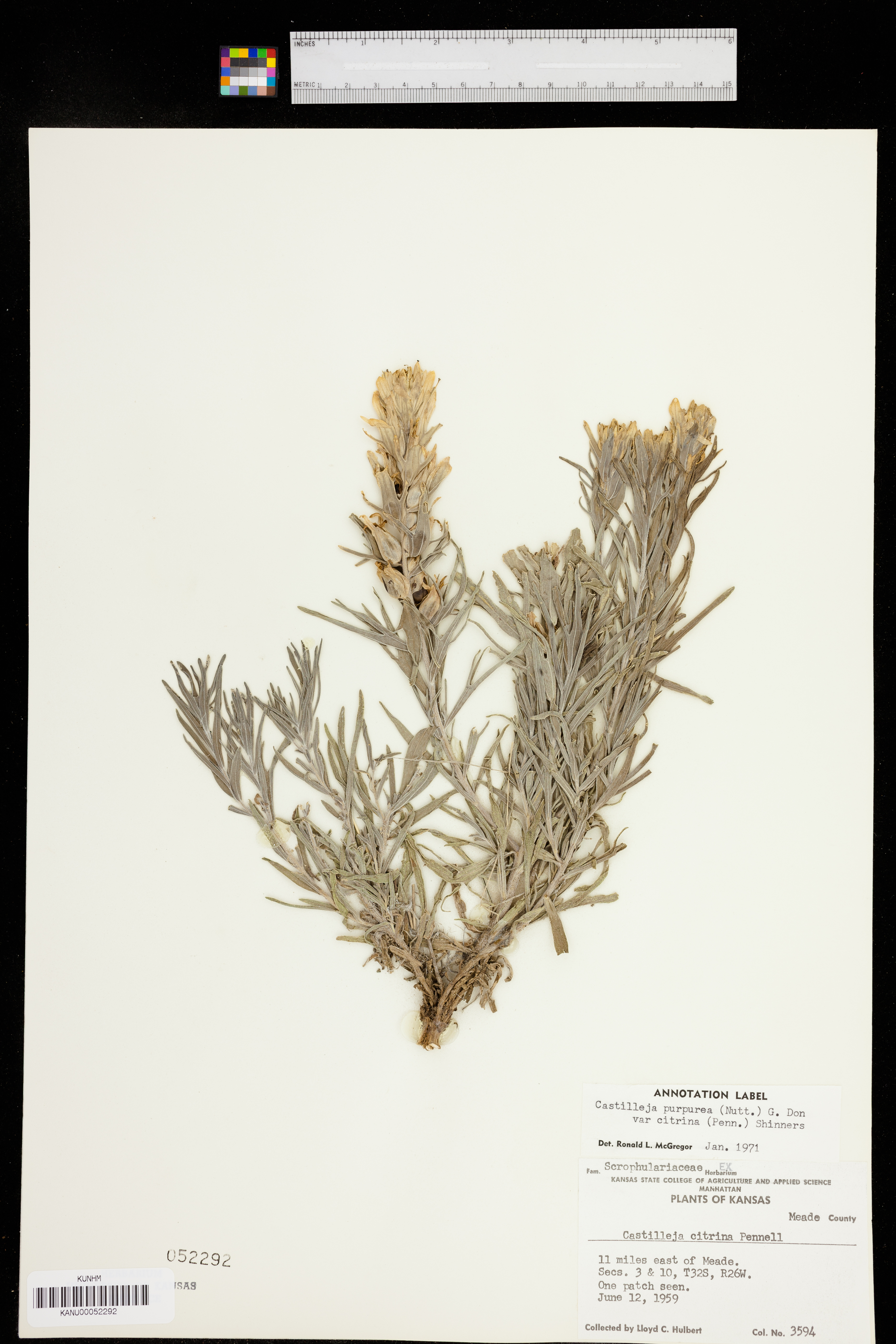 Castilleja citrina image