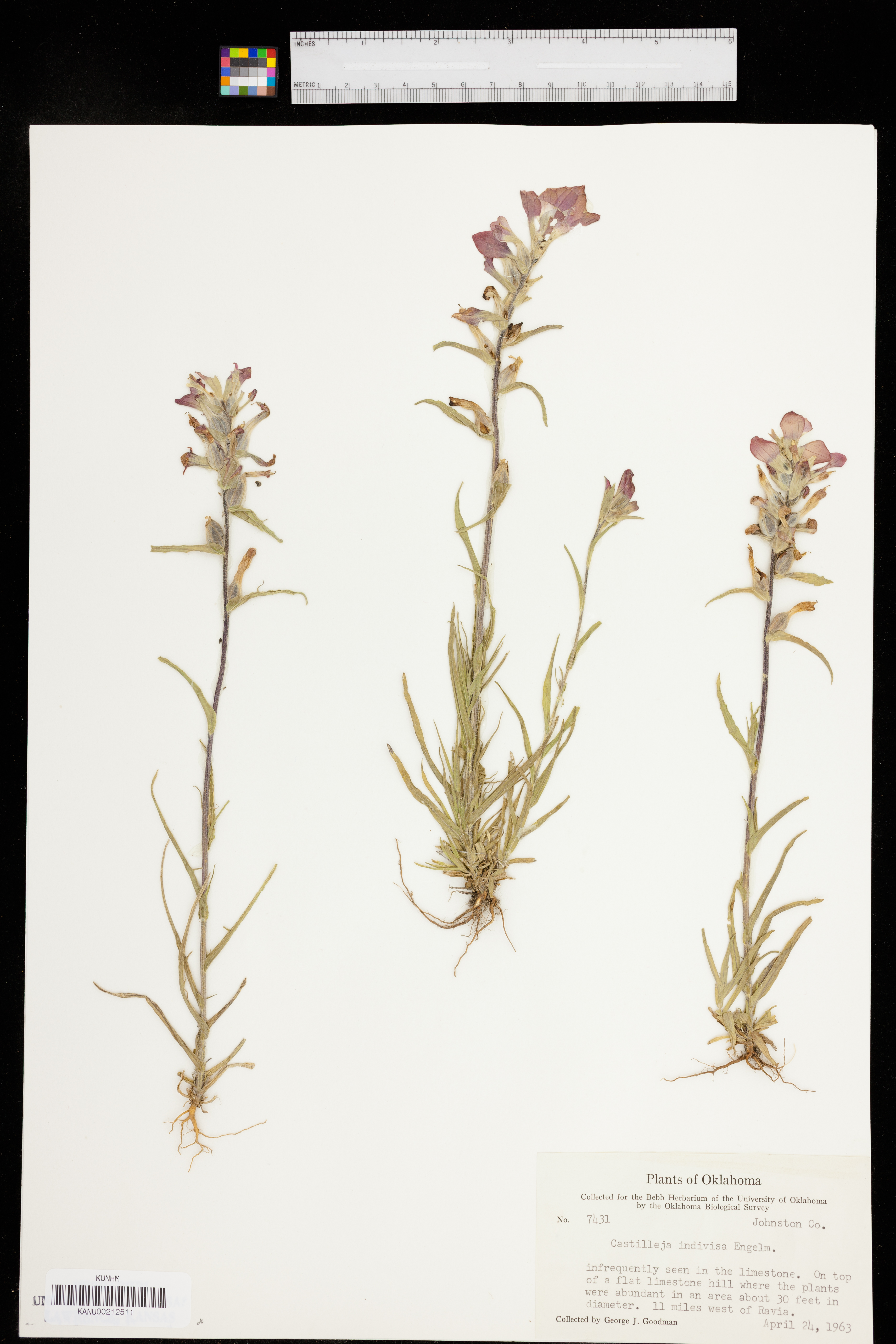 Castilleja indivisa image
