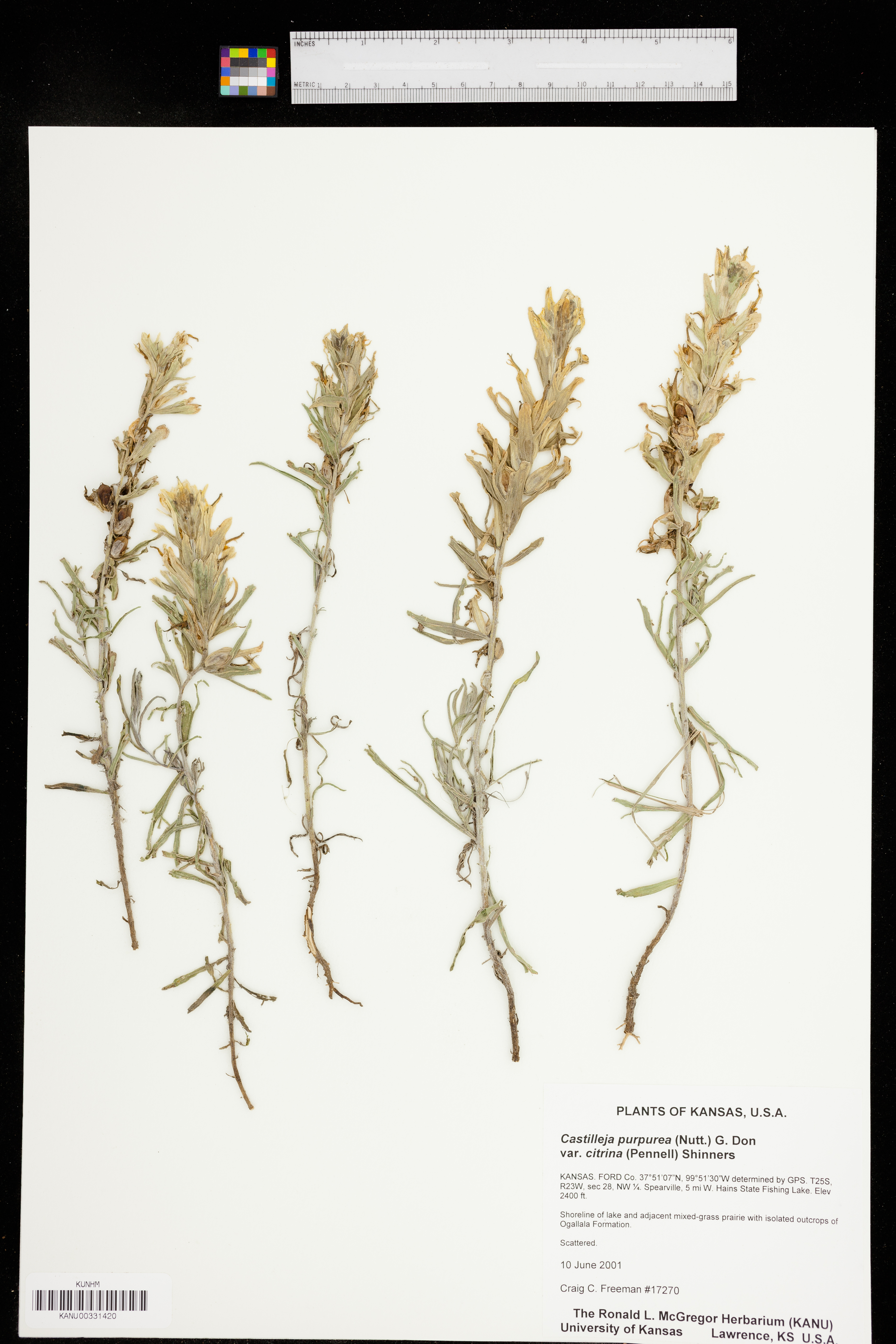 Castilleja citrina image