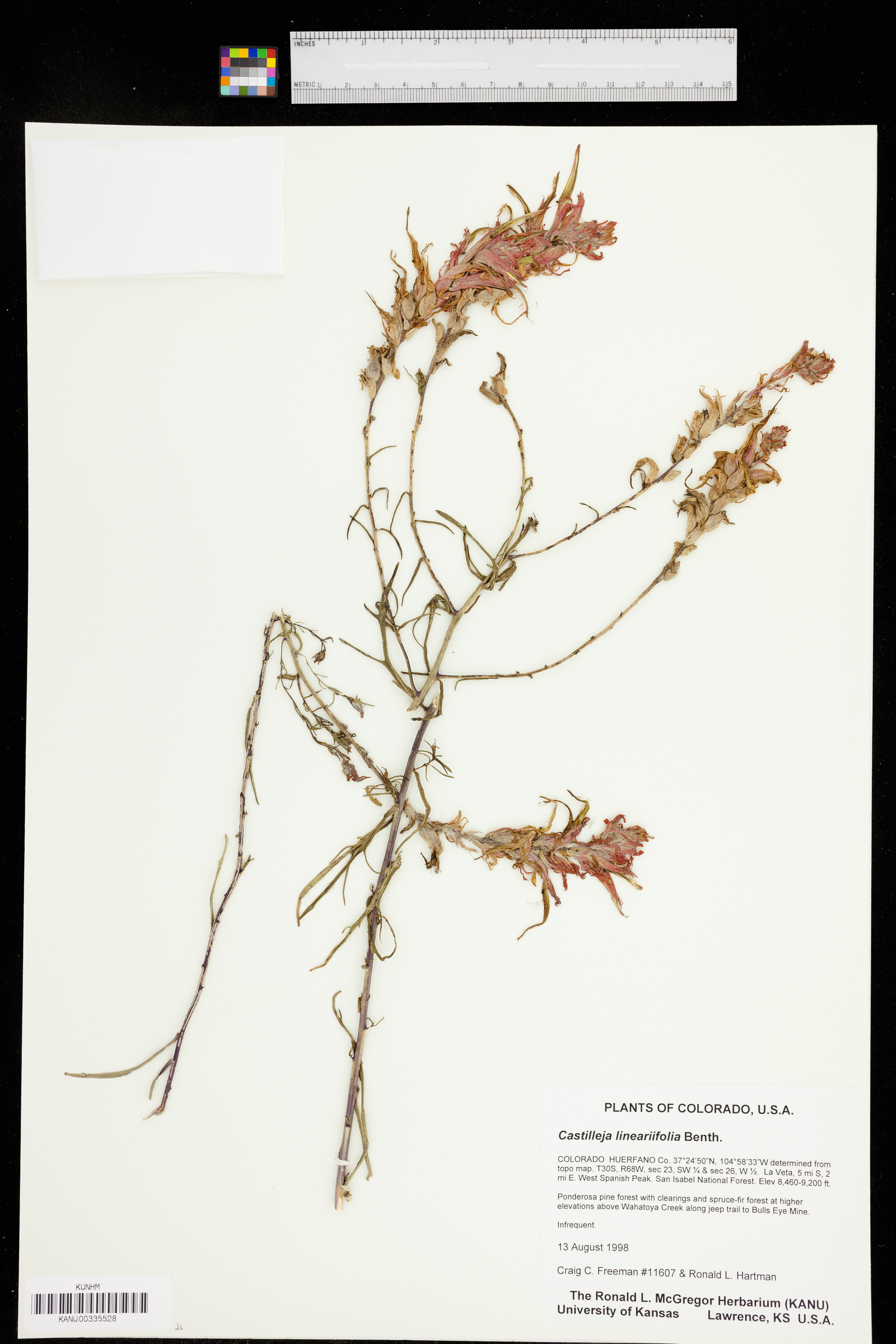 Castilleja lineariiloba image