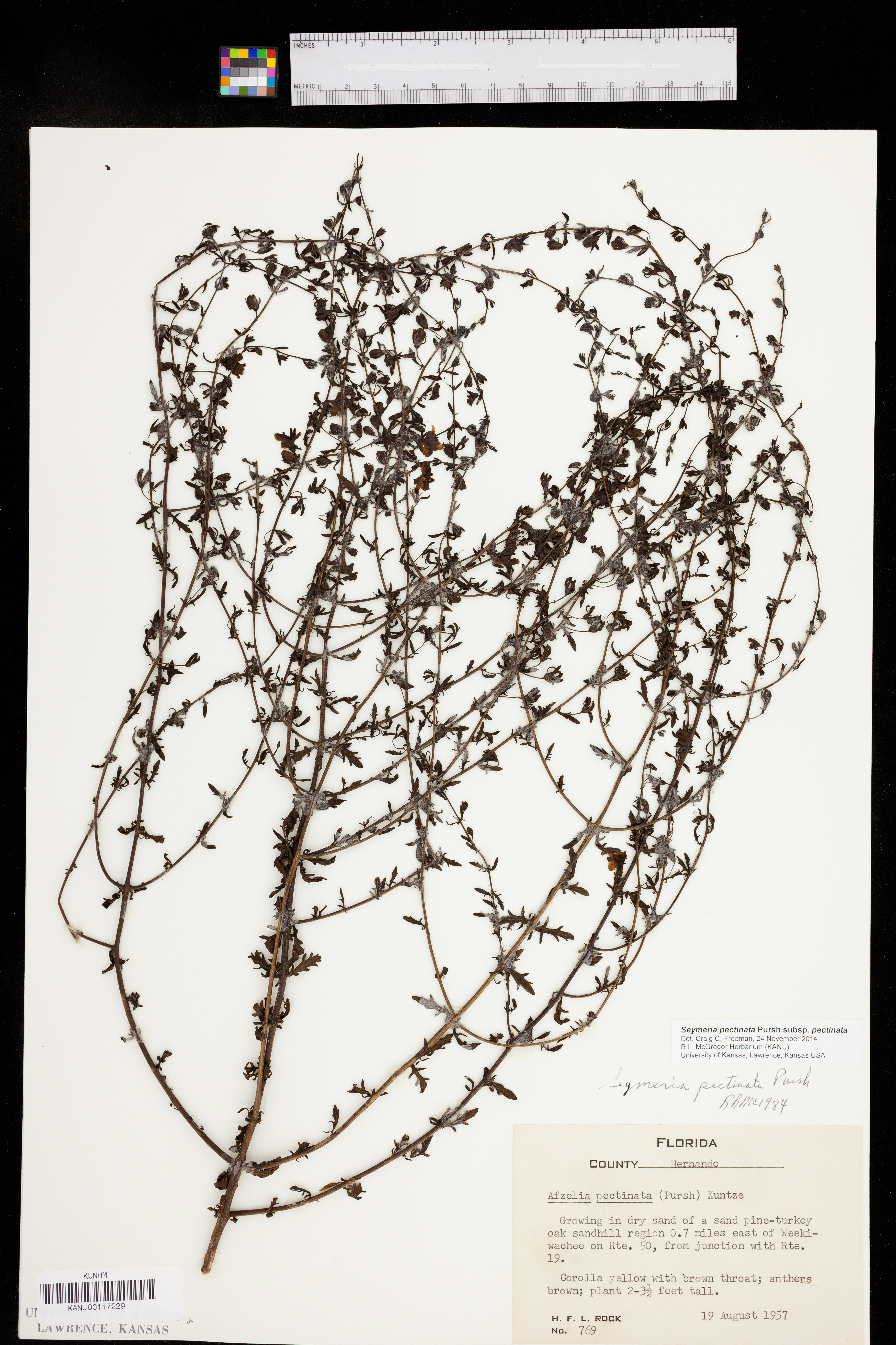 Seymeria pectinata subsp. pectinata image