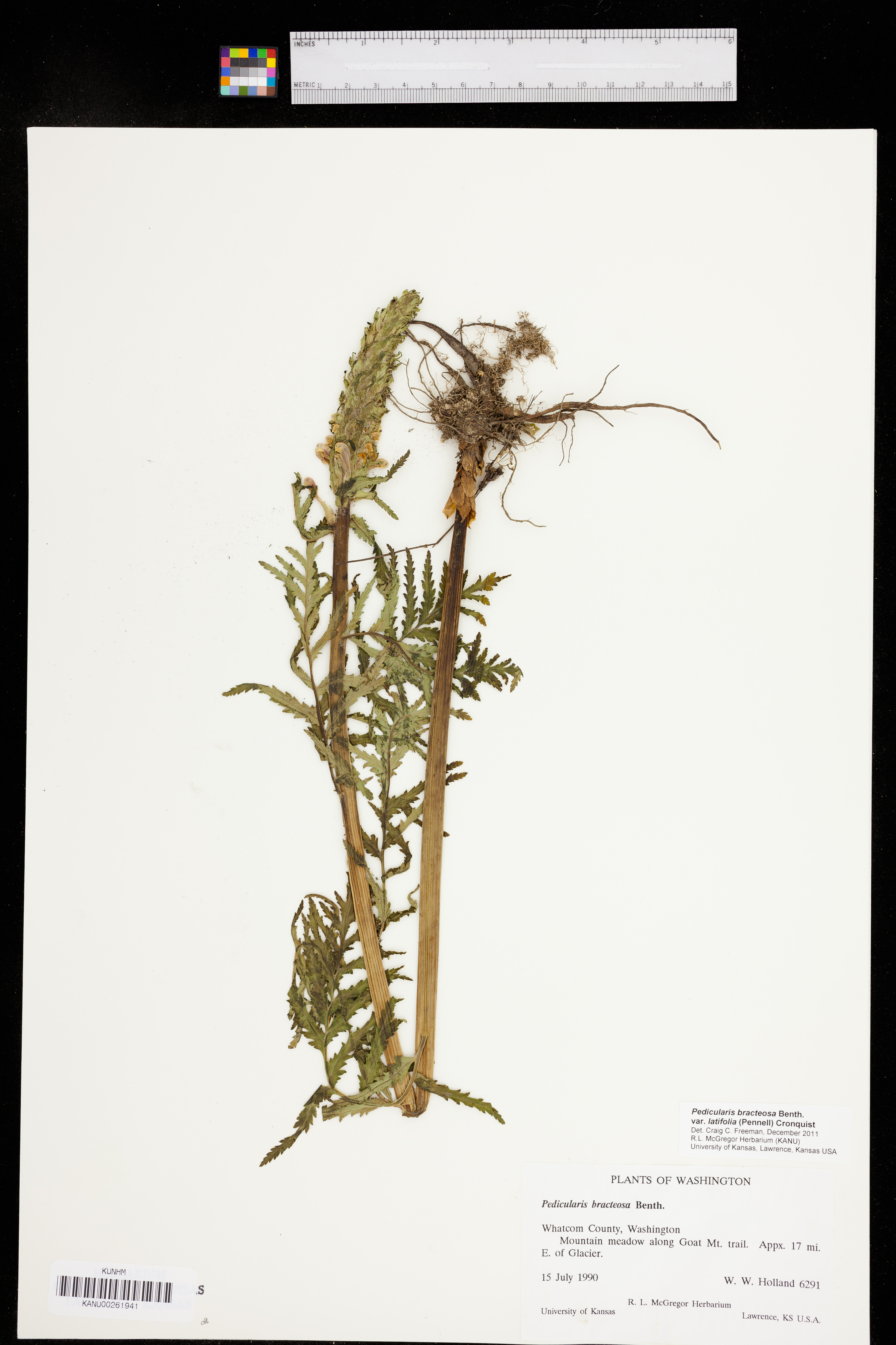 Pedicularis bracteosa var. latifolia image