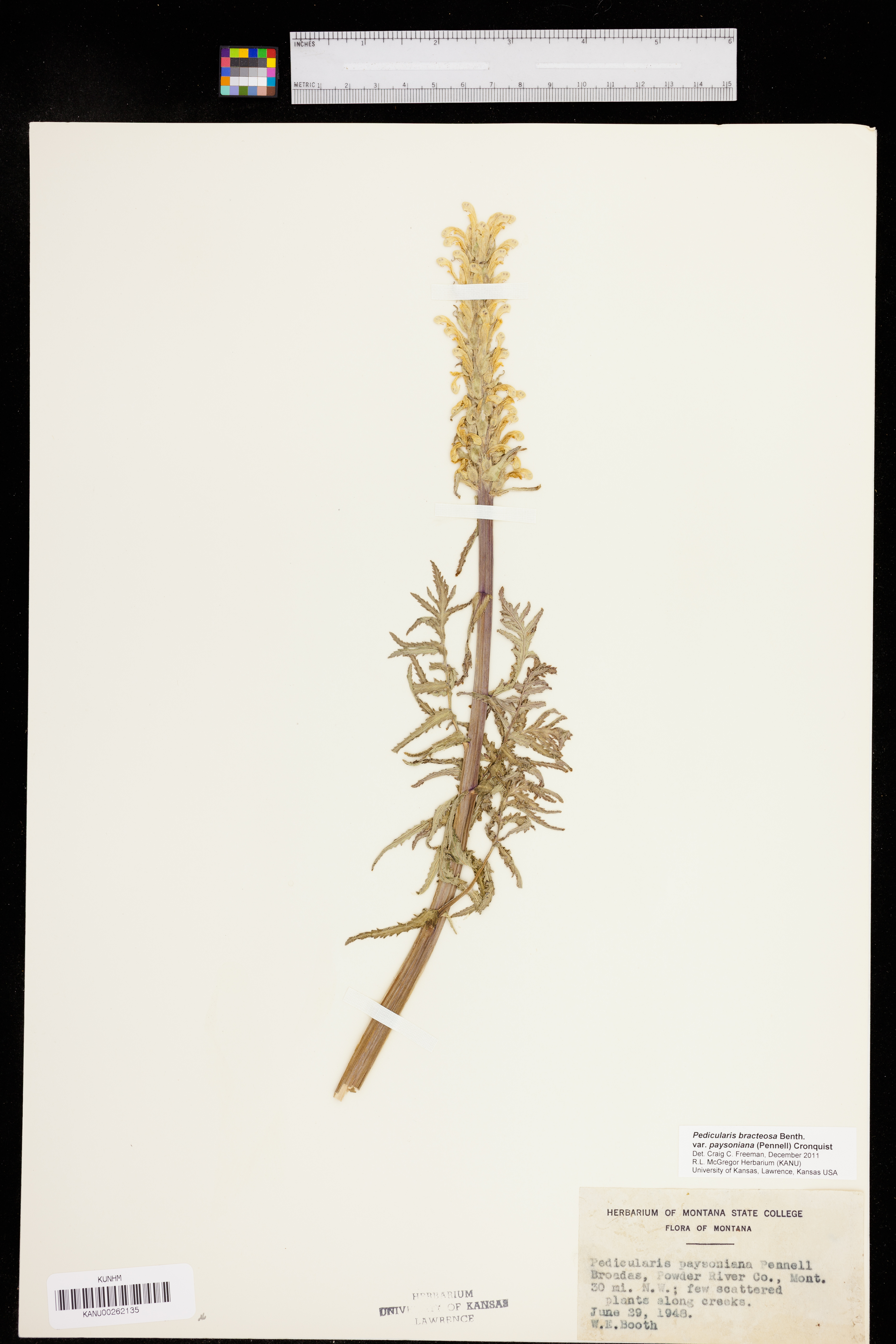 Pedicularis bracteosa var. paysoniana image