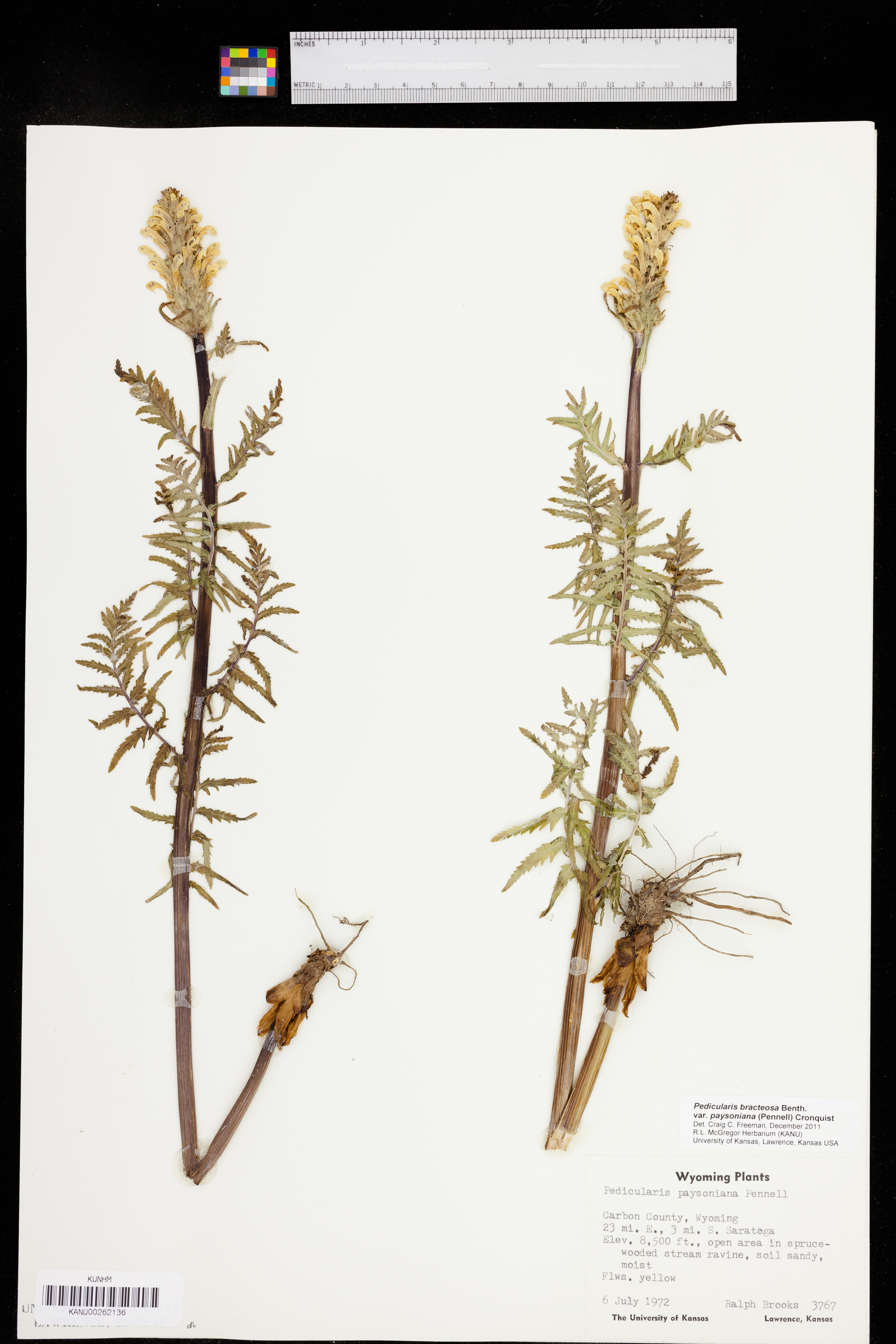 Pedicularis bracteosa var. paysoniana image