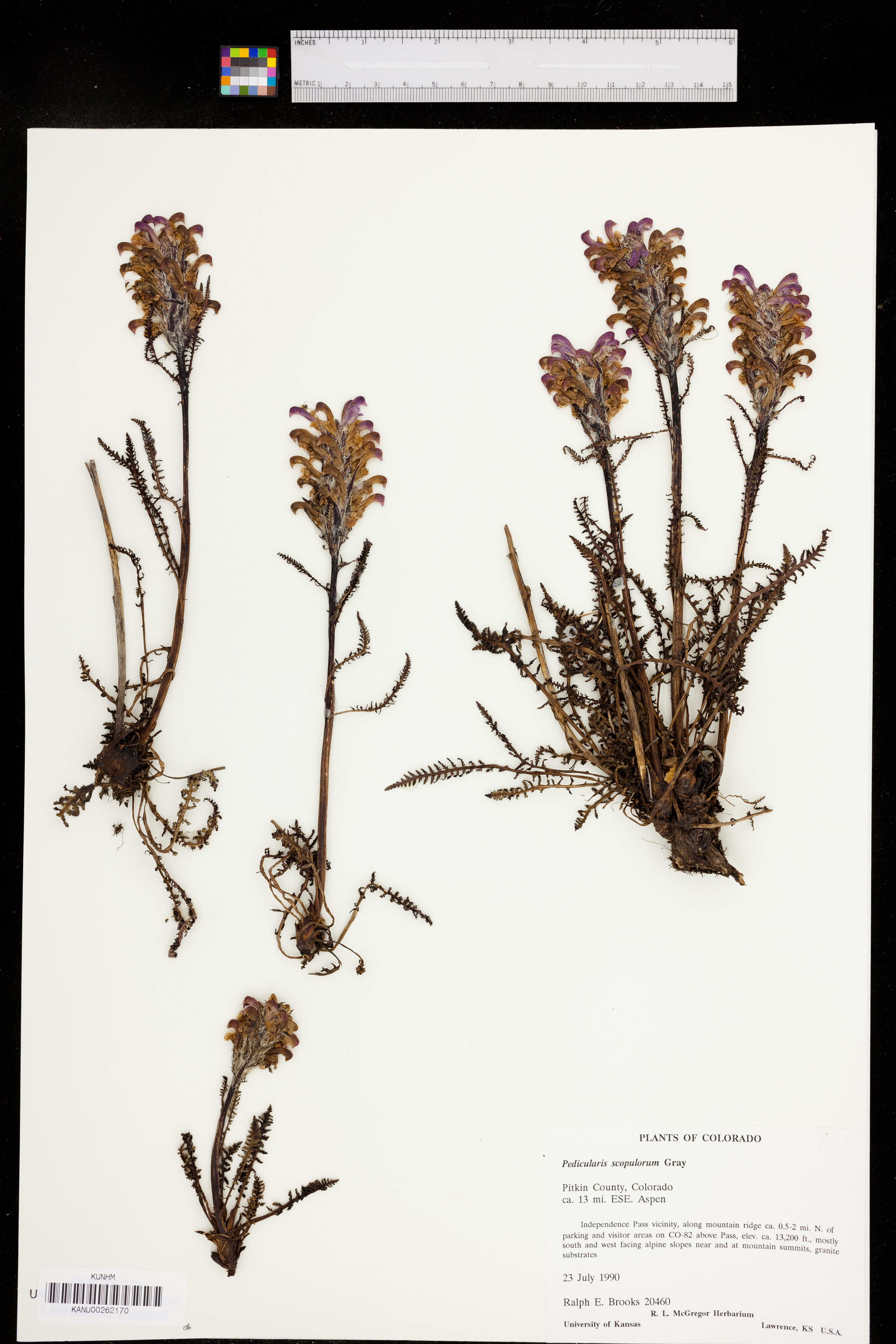 Pedicularis sudetica subsp. scopulorum image