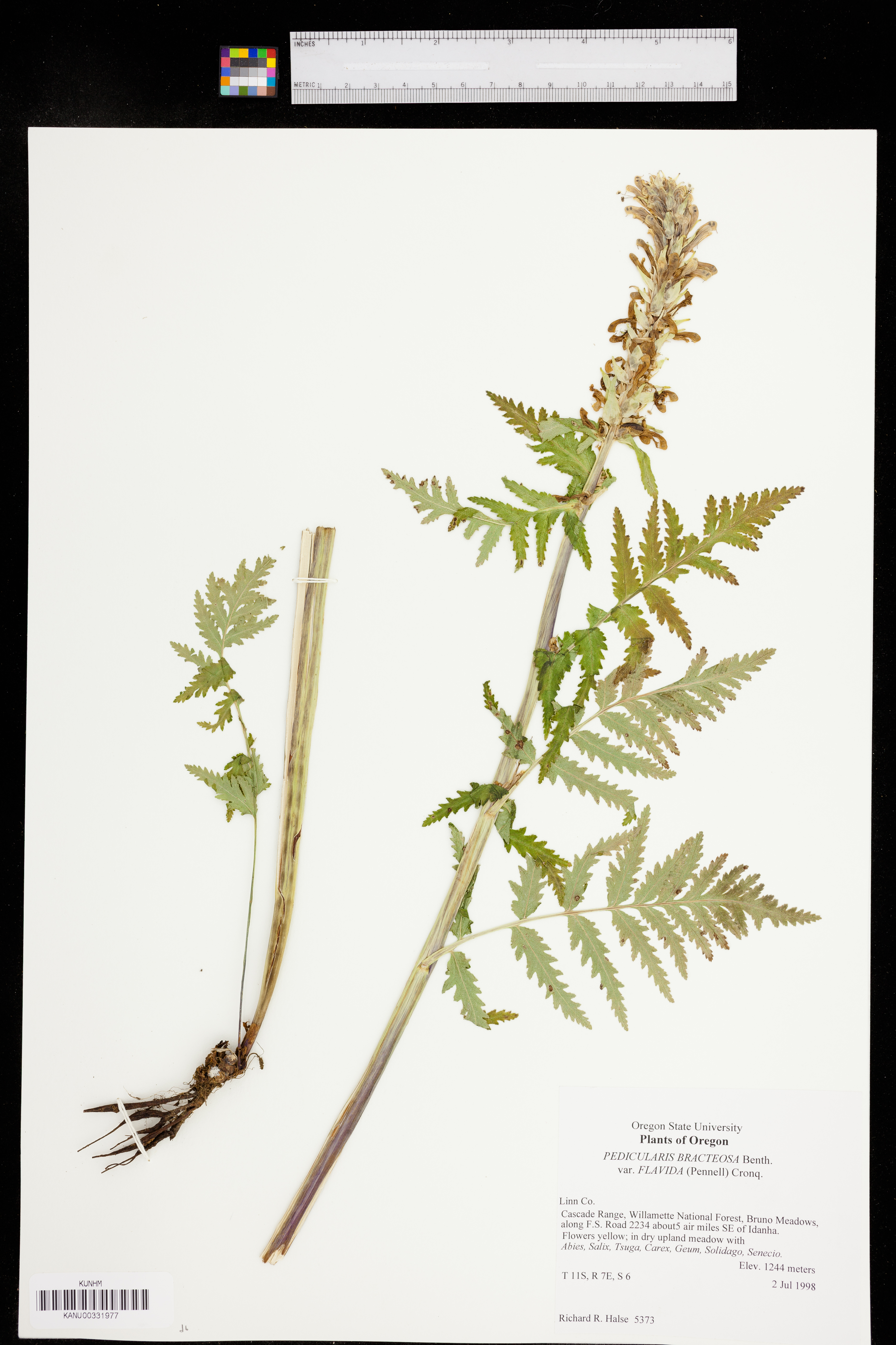 Pedicularis bracteosa var. flavida image