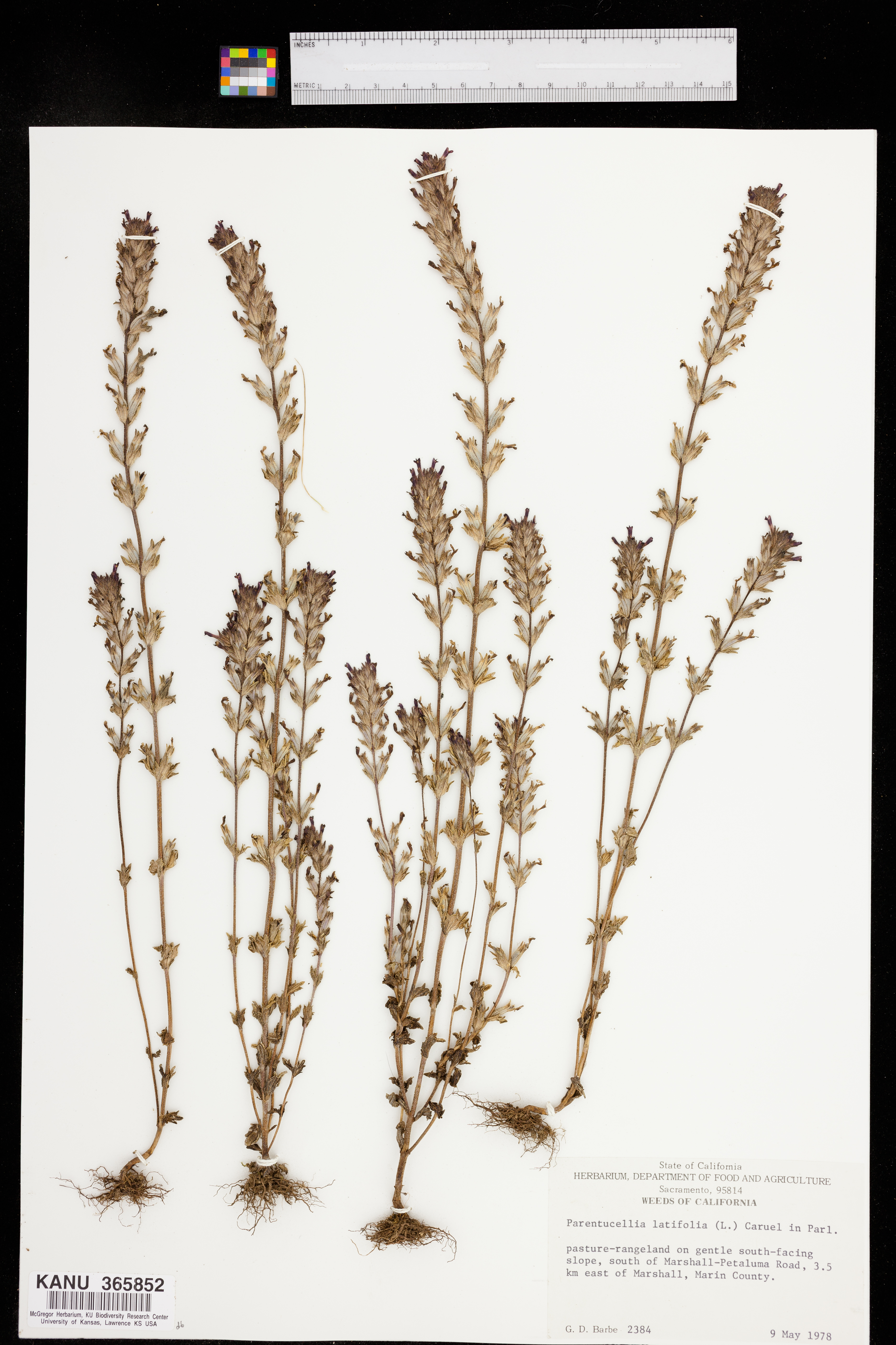 Bellardia latifolia image