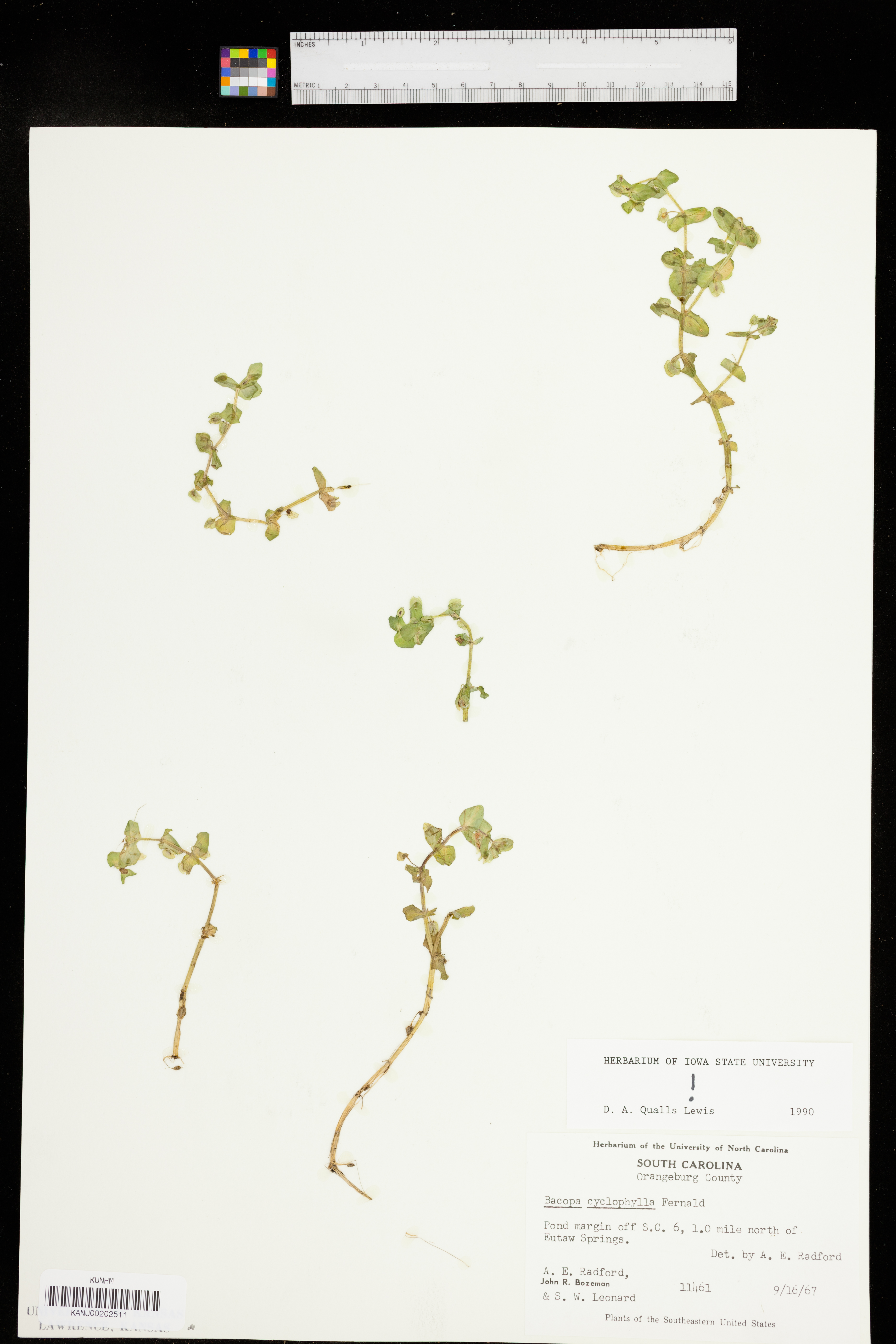 Bacopa innominata image