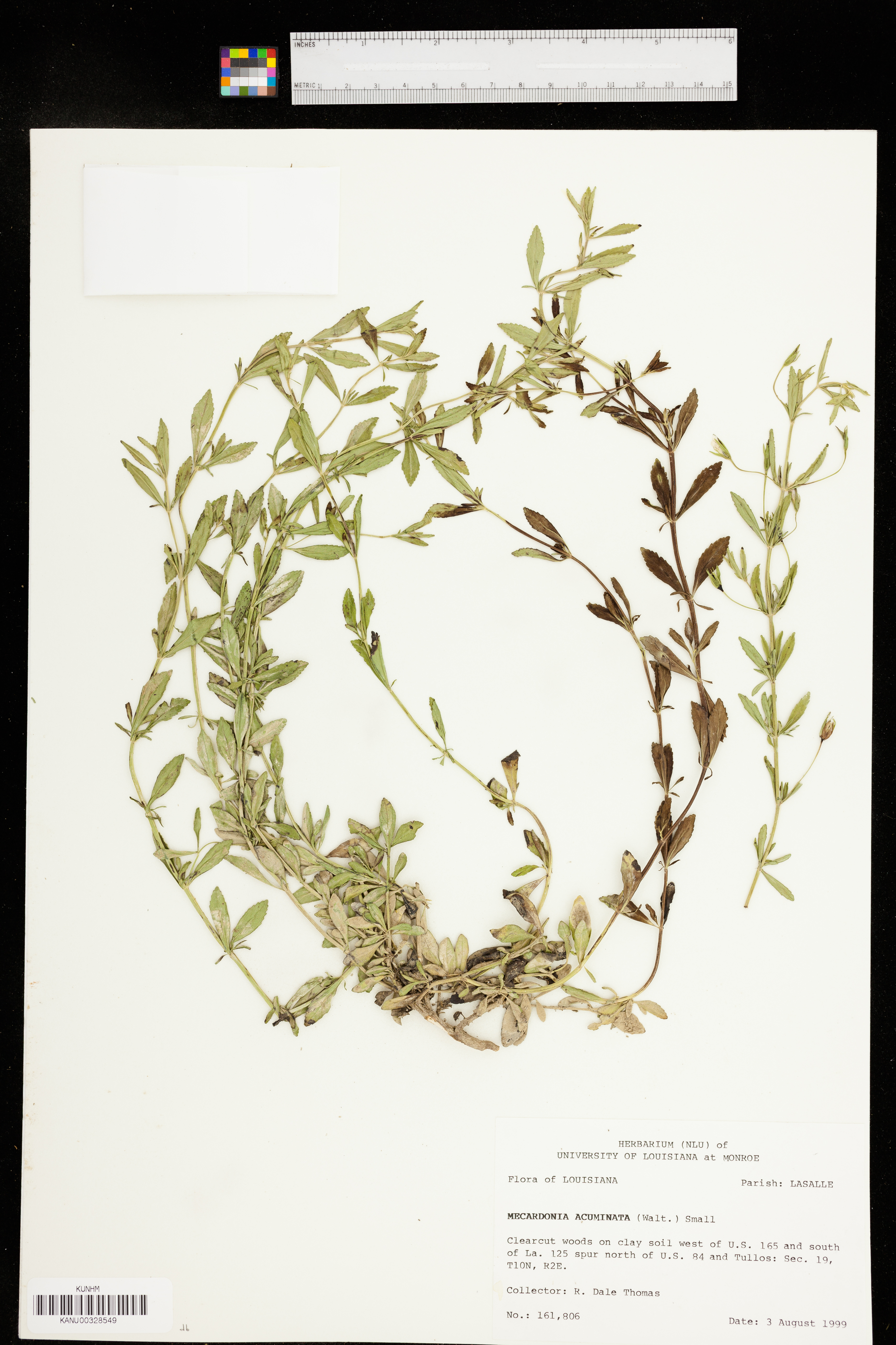 Mecardonia acuminata var. acuminata image
