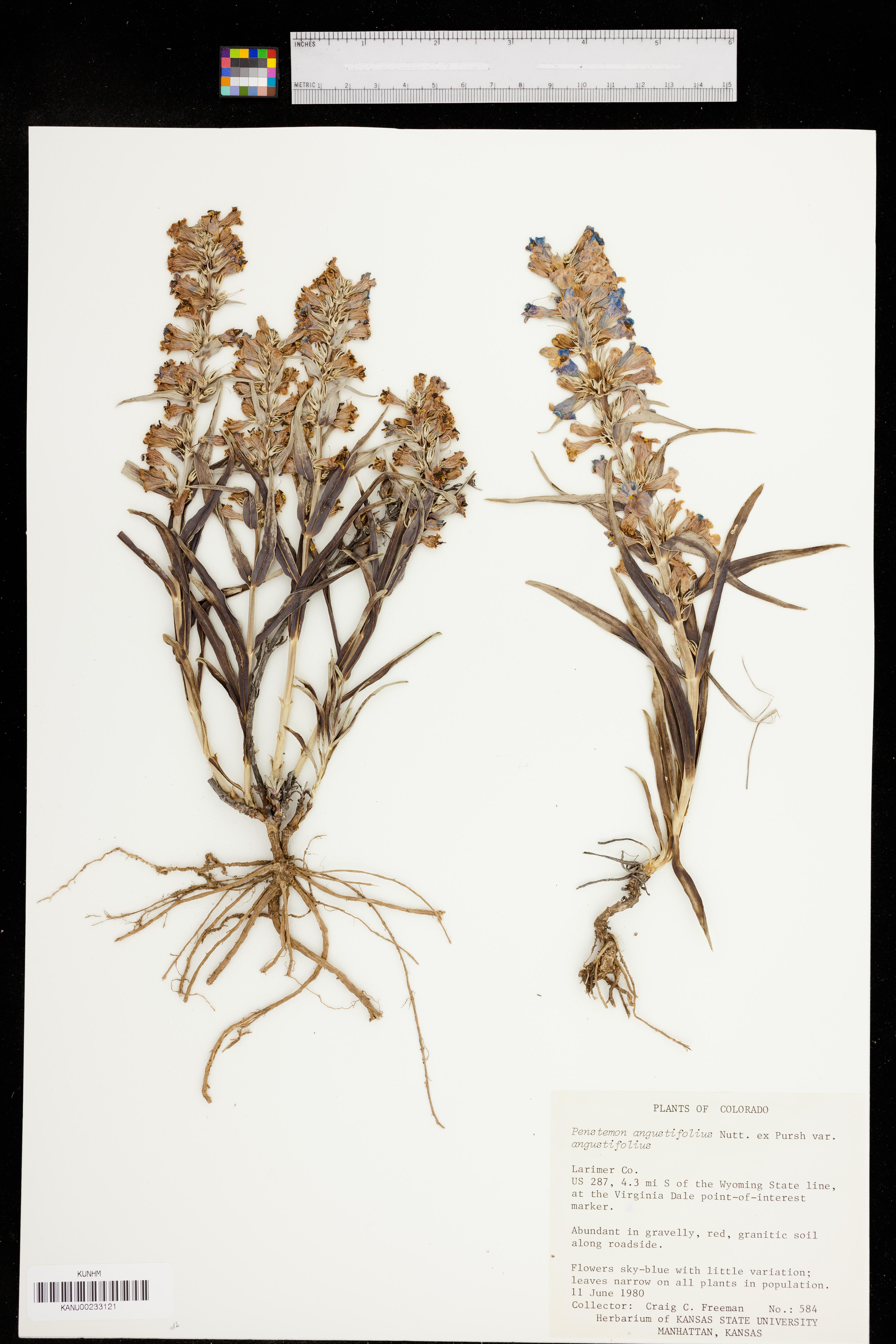 Penstemon angustifolius var. angustifolius image