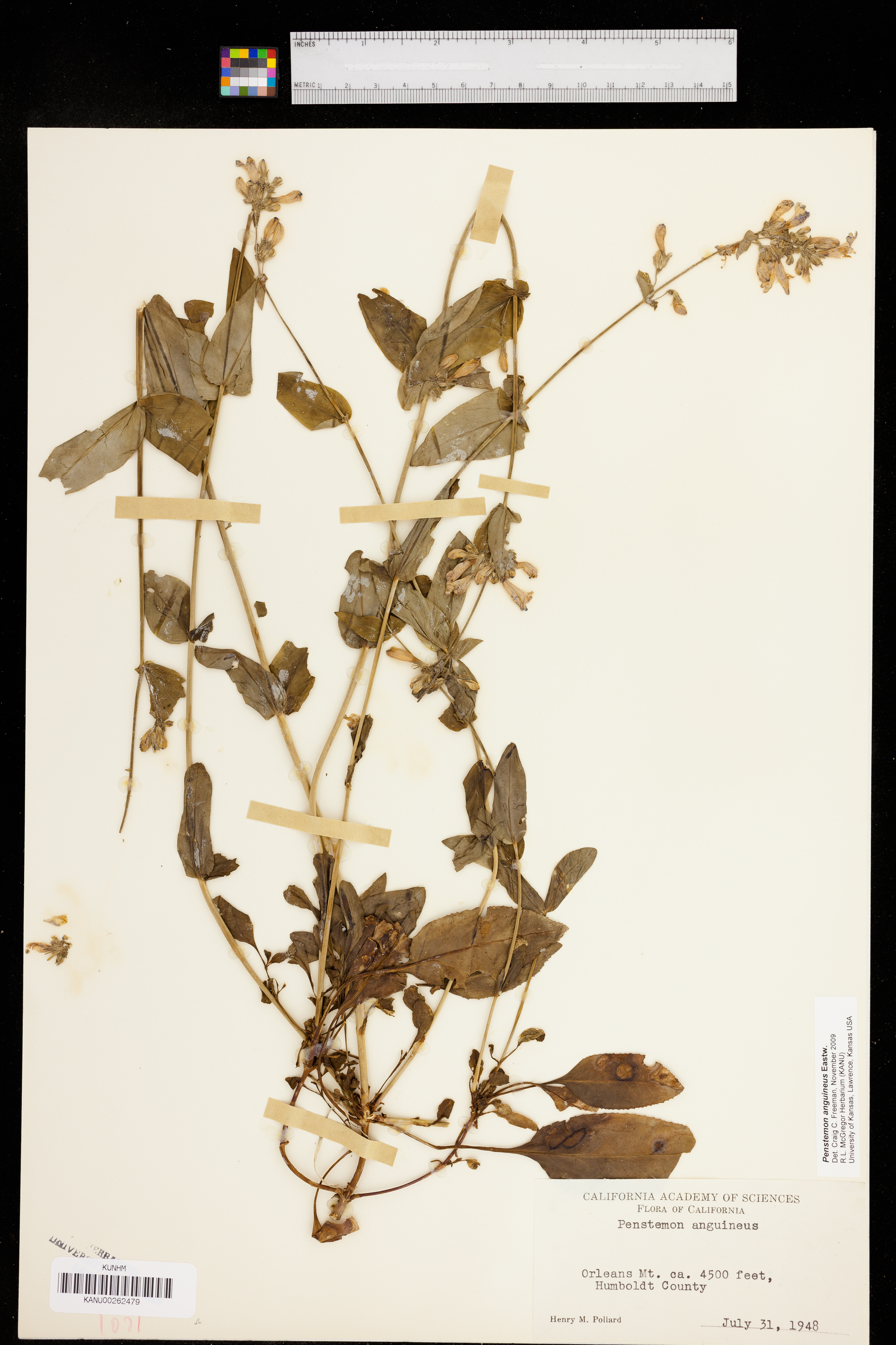 Penstemon anguineus image