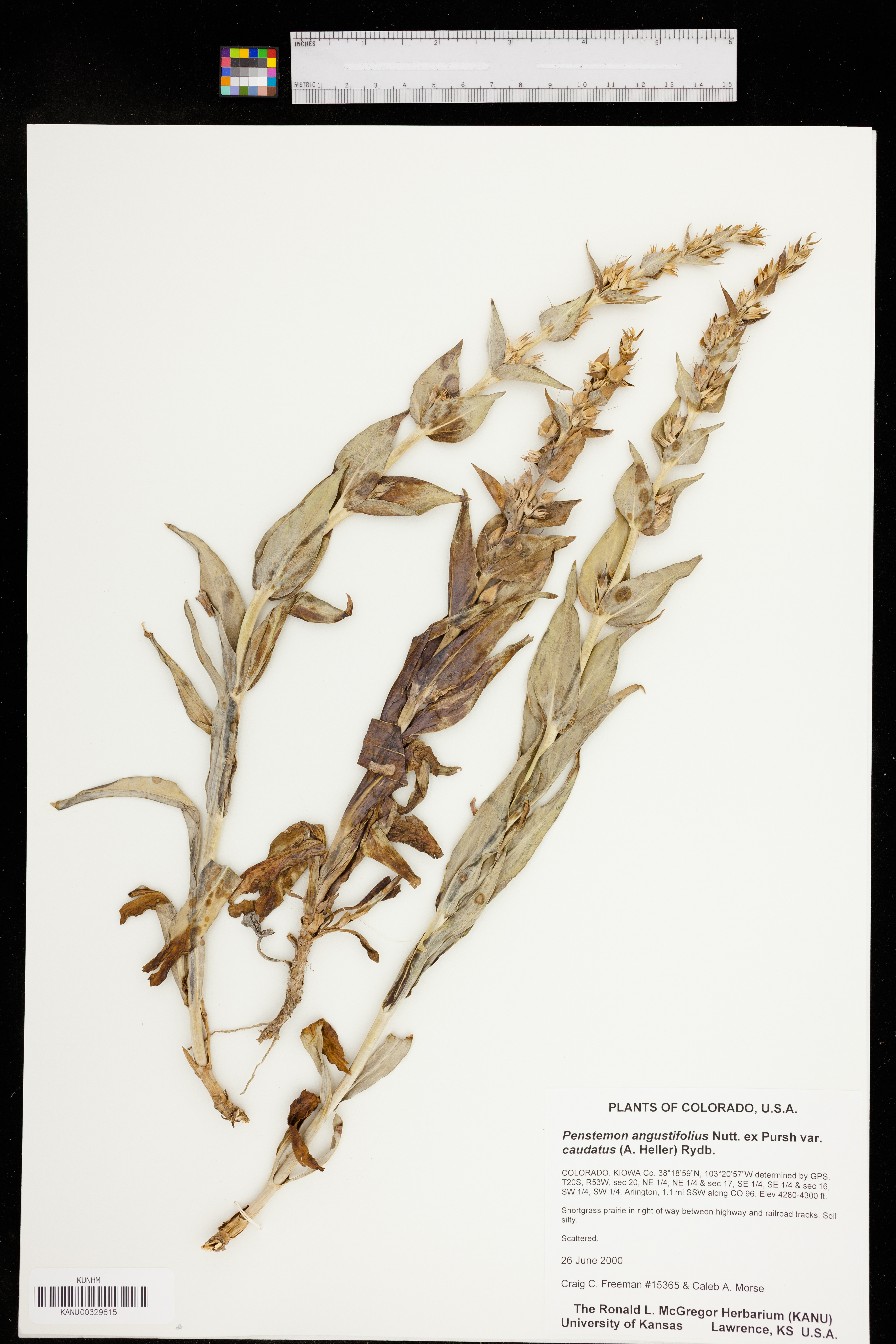 Penstemon angustifolius var. caudatus image
