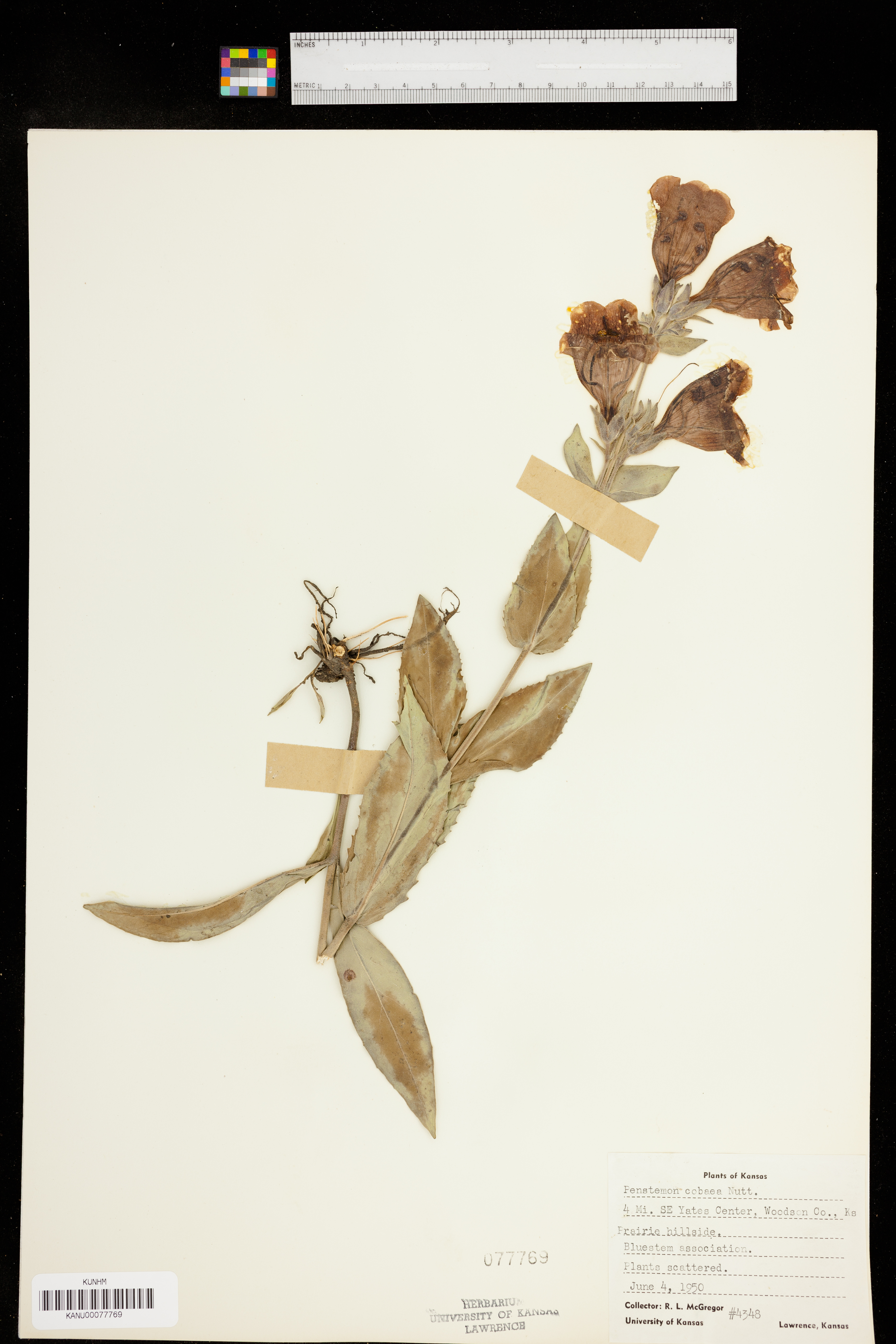 Penstemon cobaea var. cobaea image