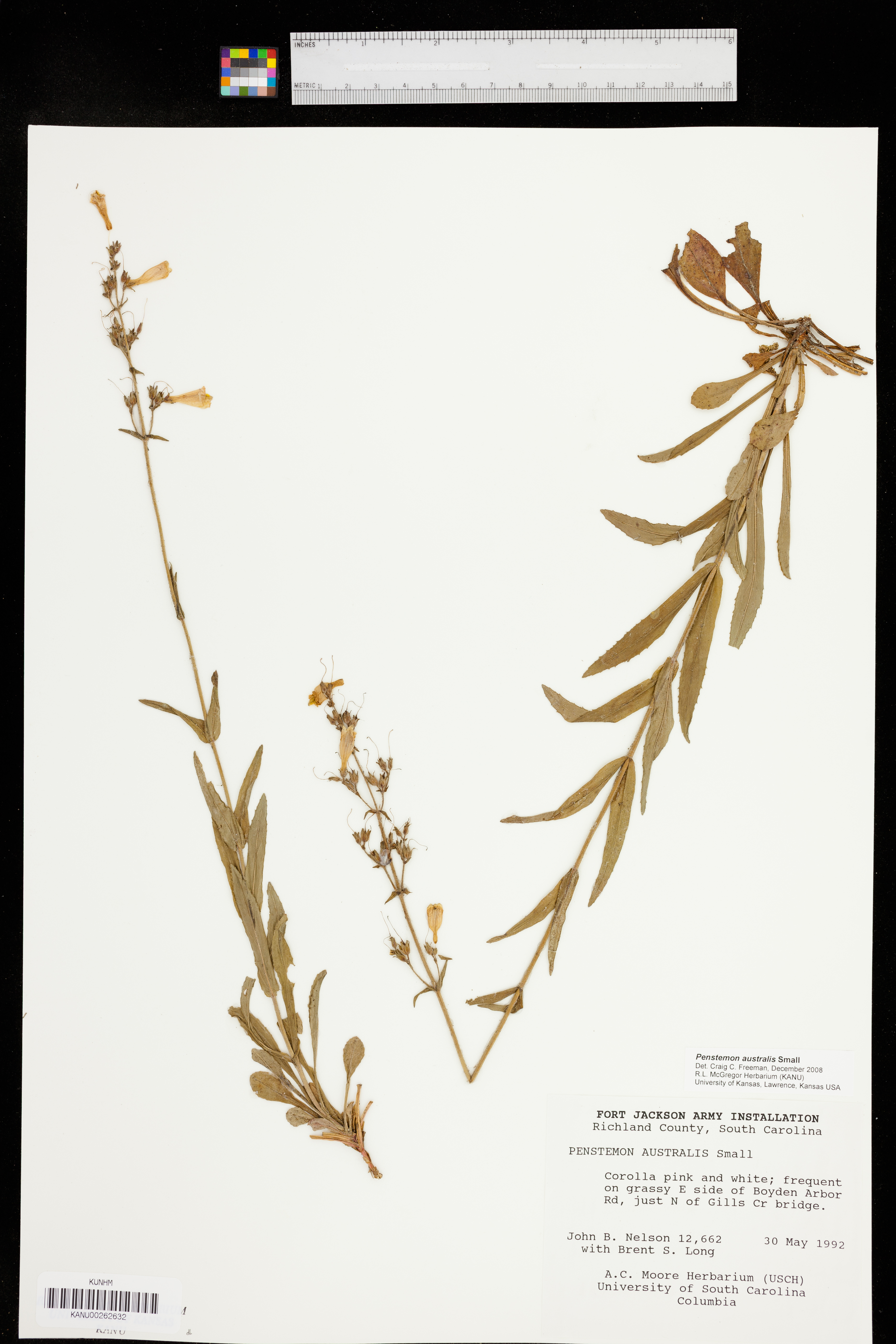 Penstemon australis image