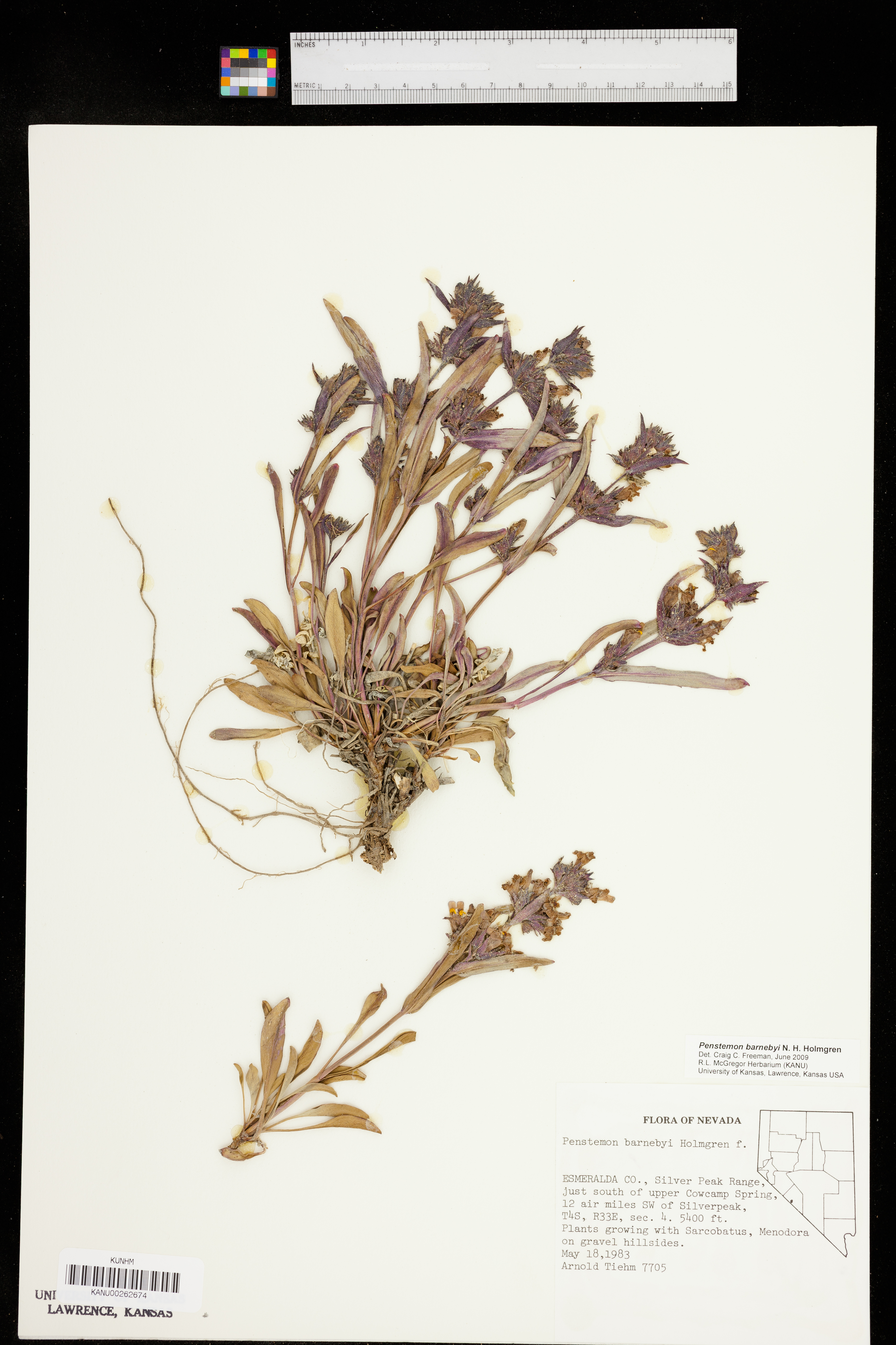 Penstemon barnebyi image