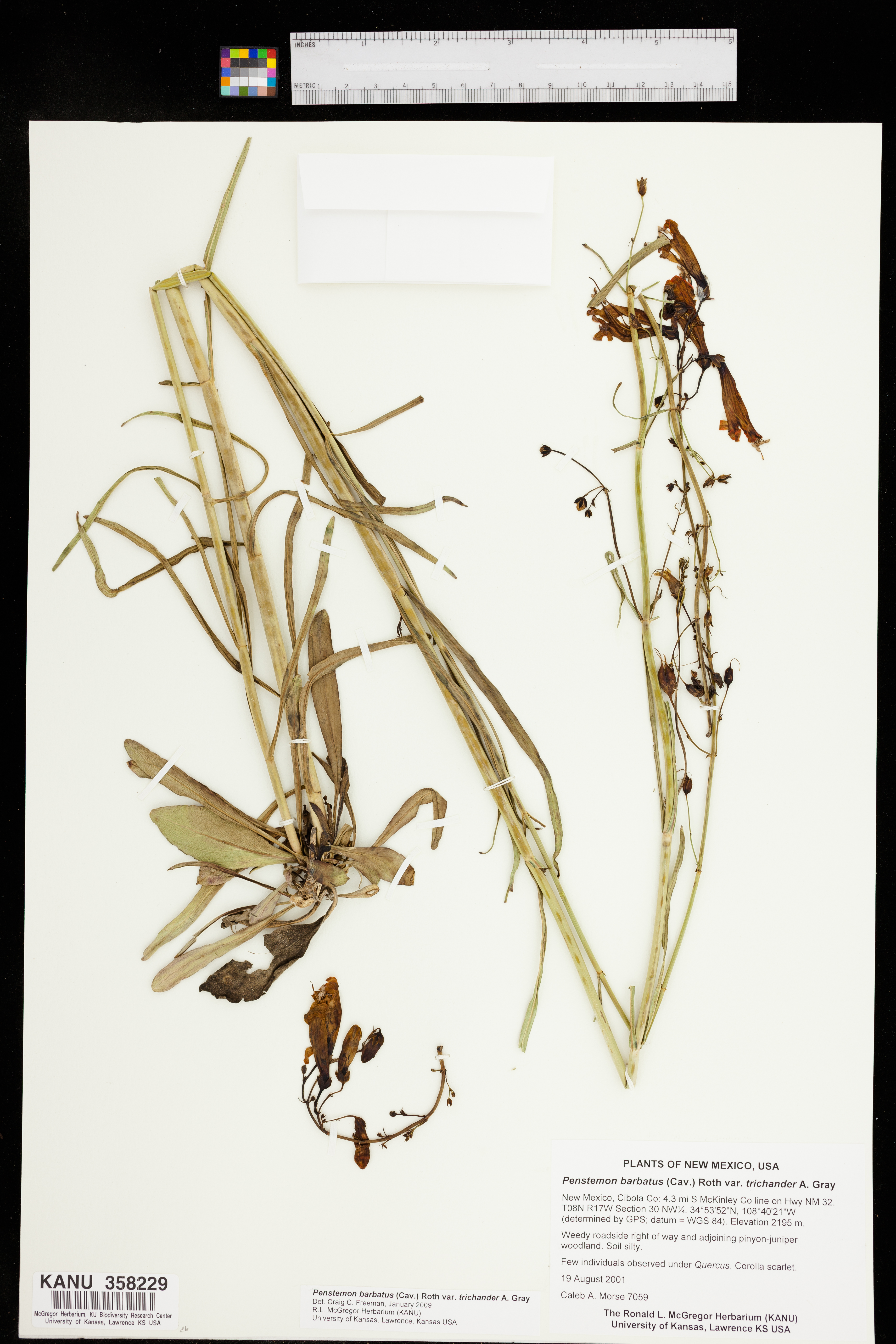 Penstemon barbatus var. trichander image