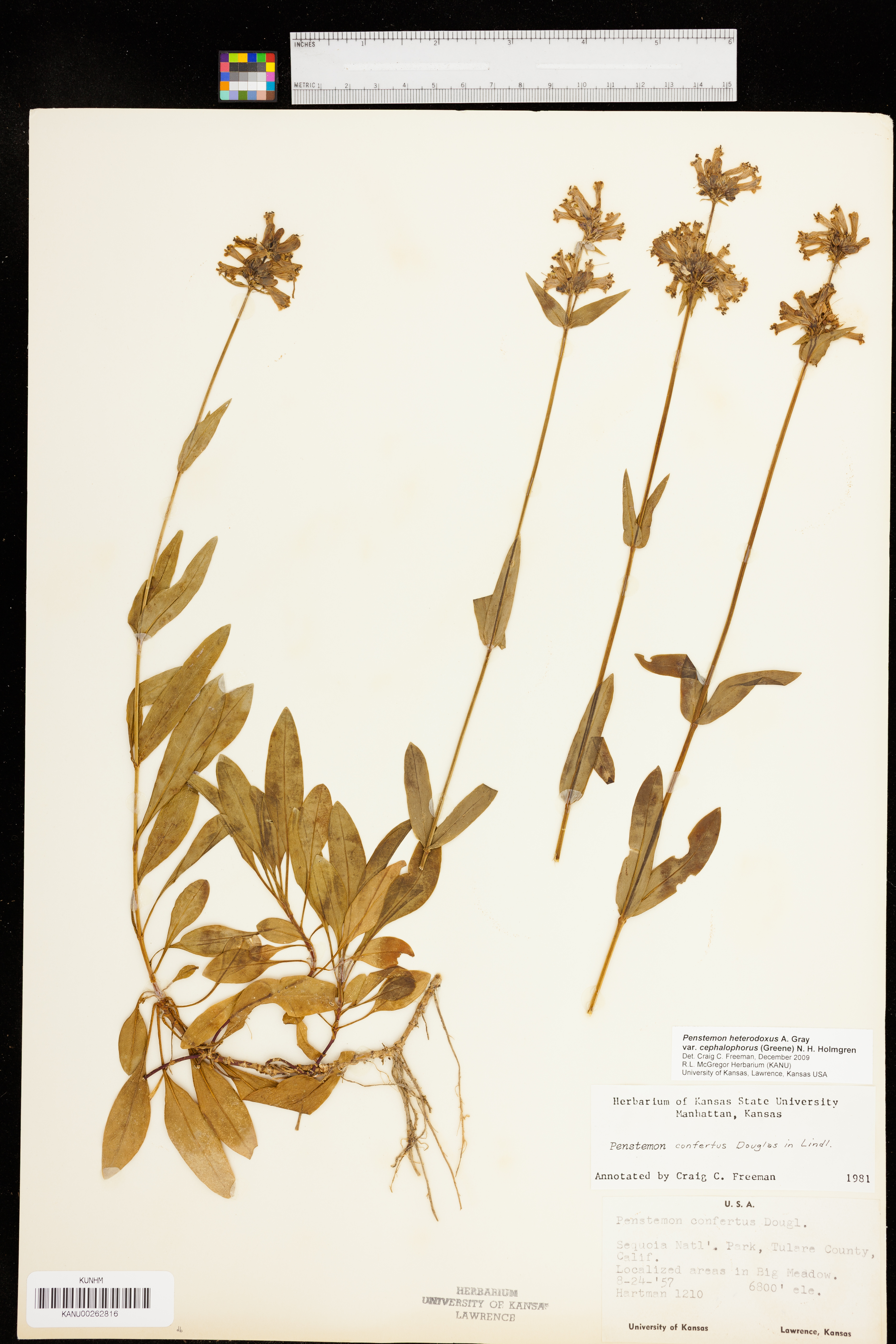 Penstemon heterodoxus subsp. cephalophorus image