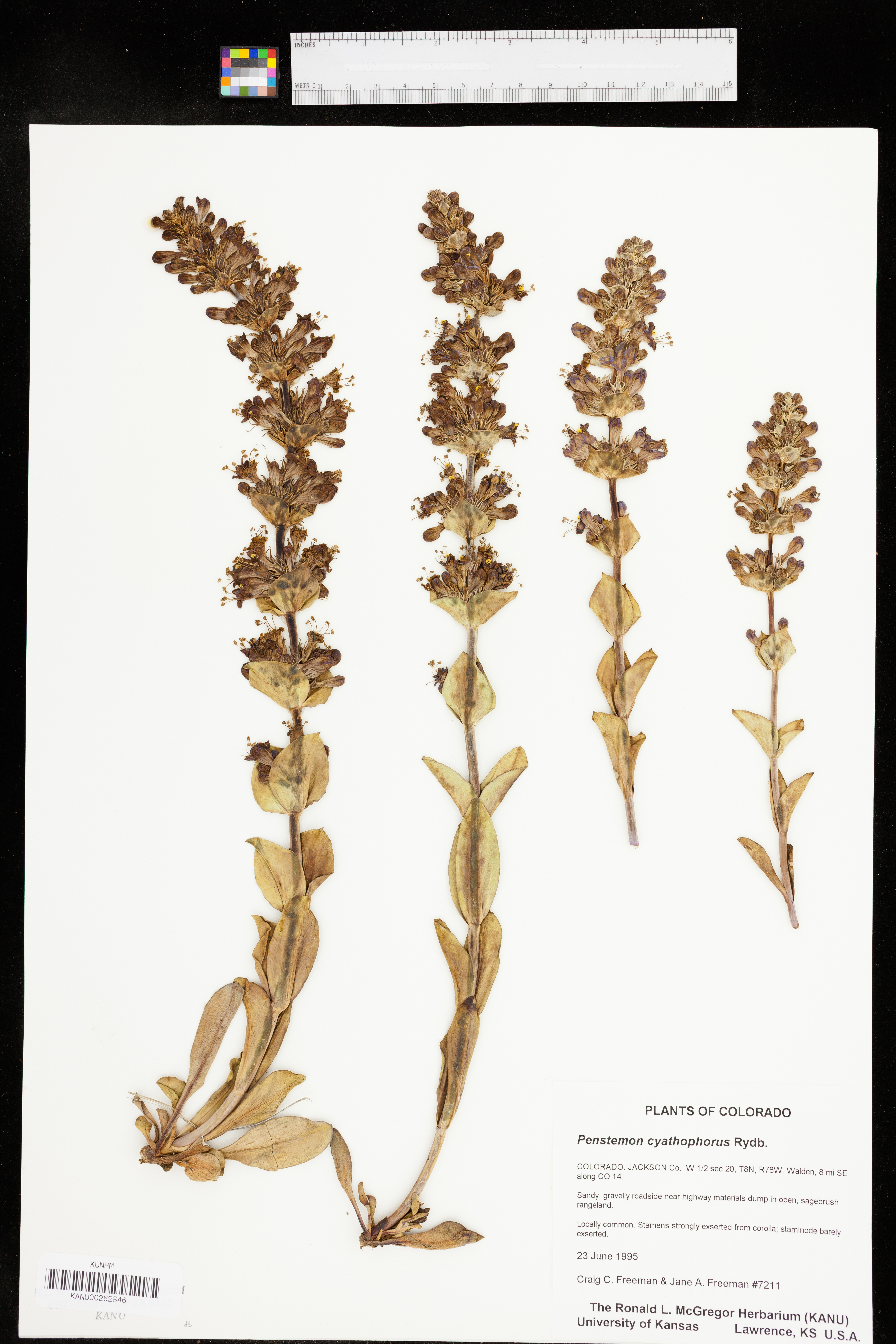 Penstemon cyathophorus image