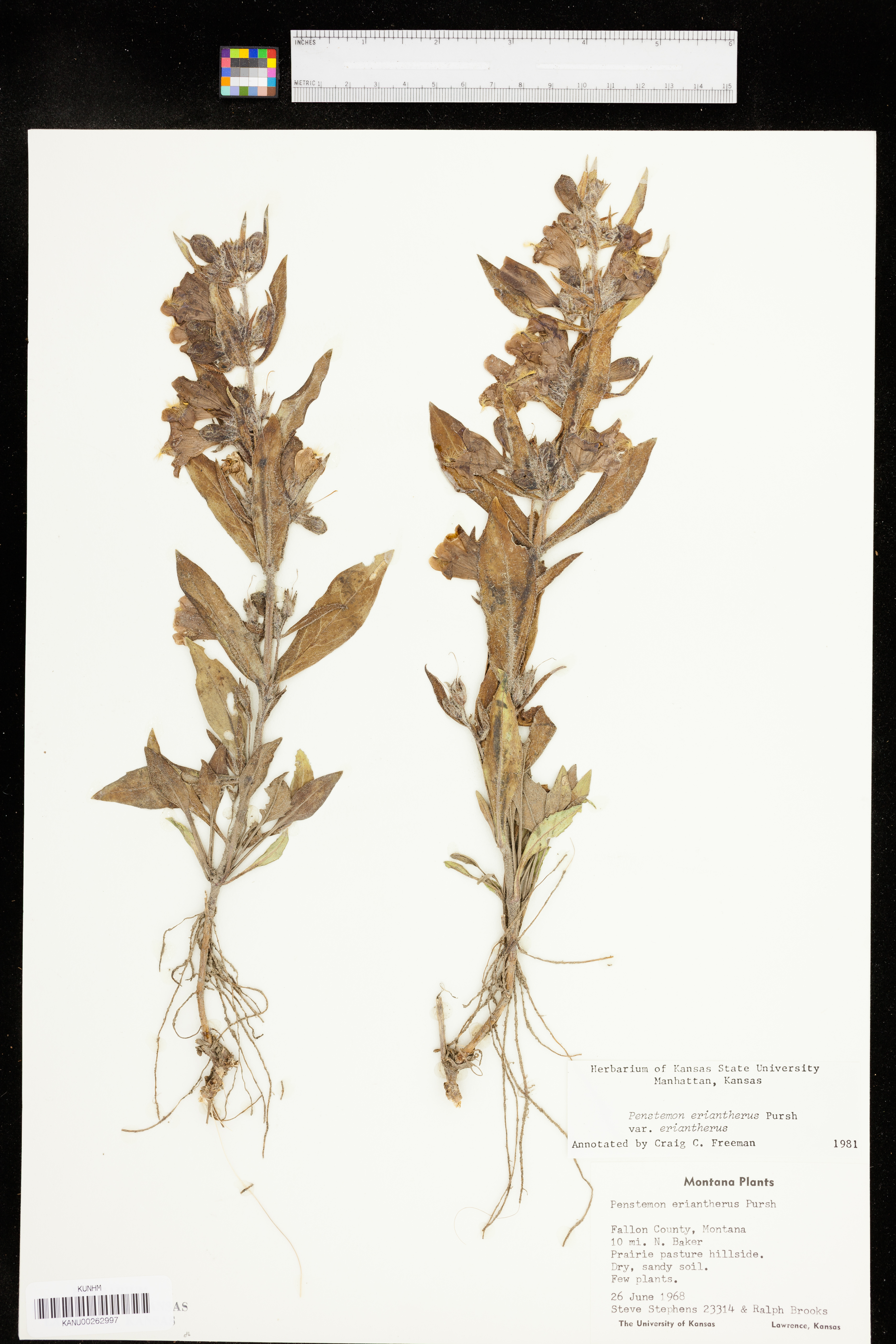 Penstemon eriantherus var. eriantherus image