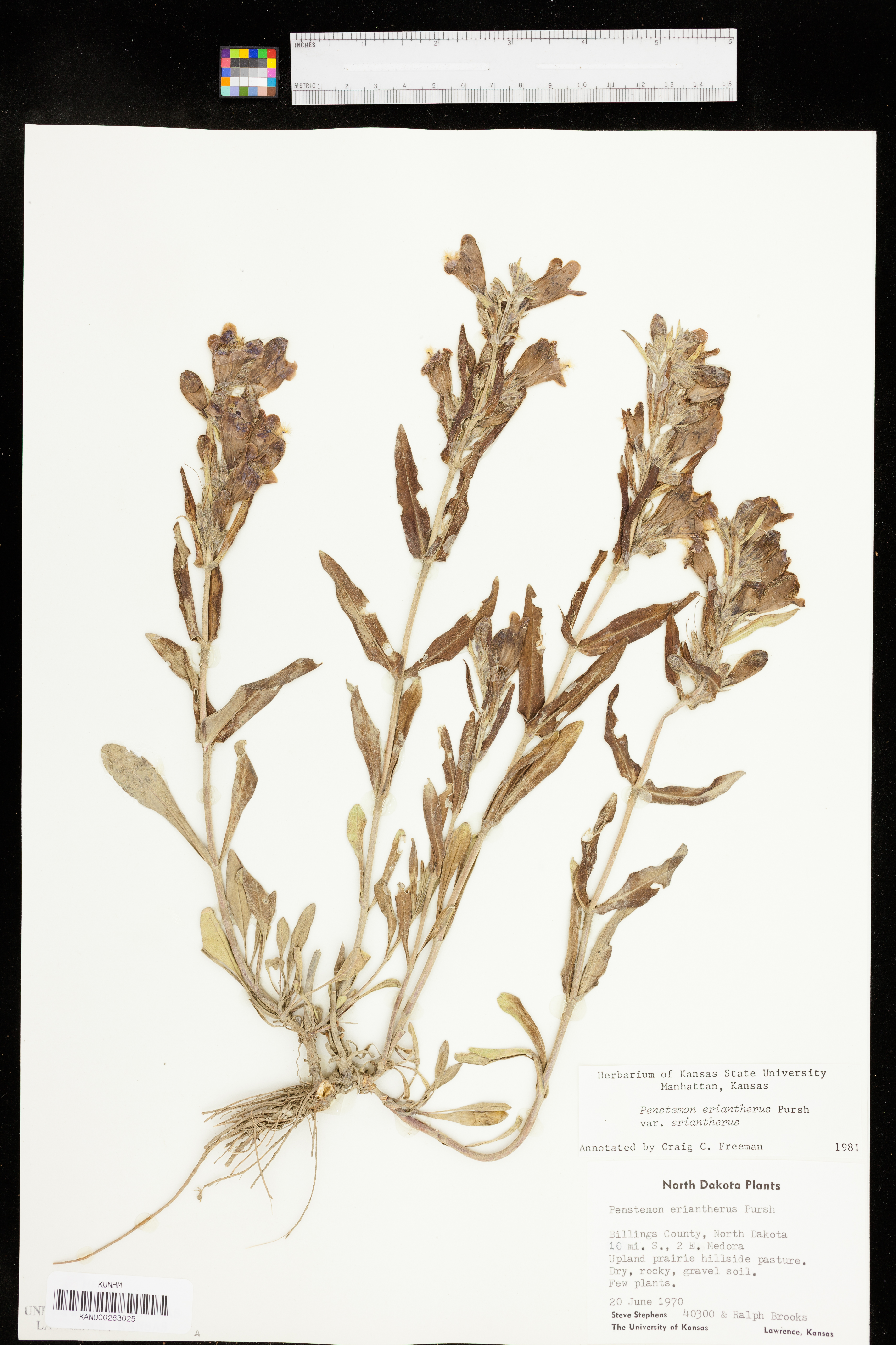 Penstemon eriantherus var. eriantherus image