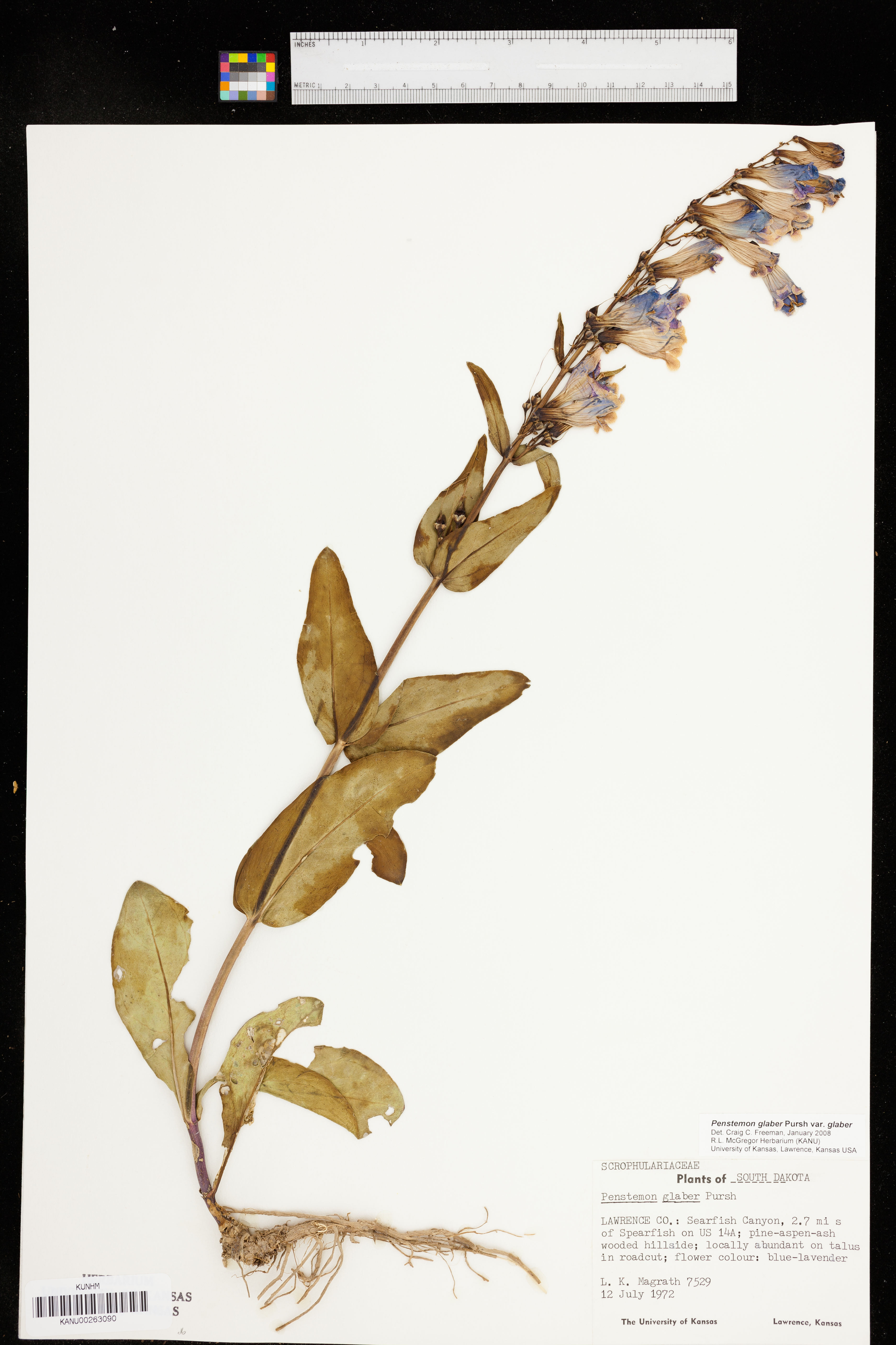 Penstemon glaber var. glaber image