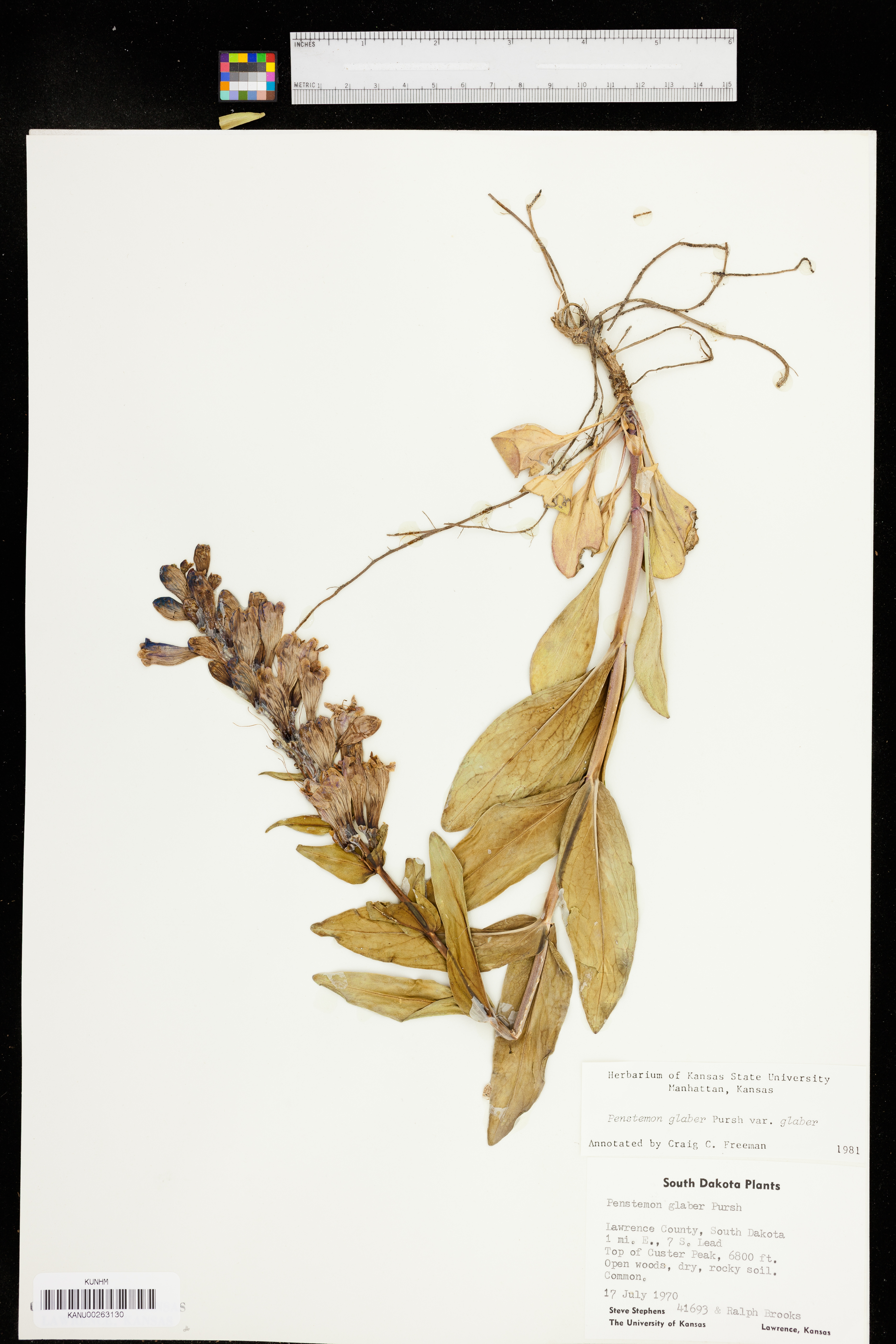 Penstemon glaber var. glaber image
