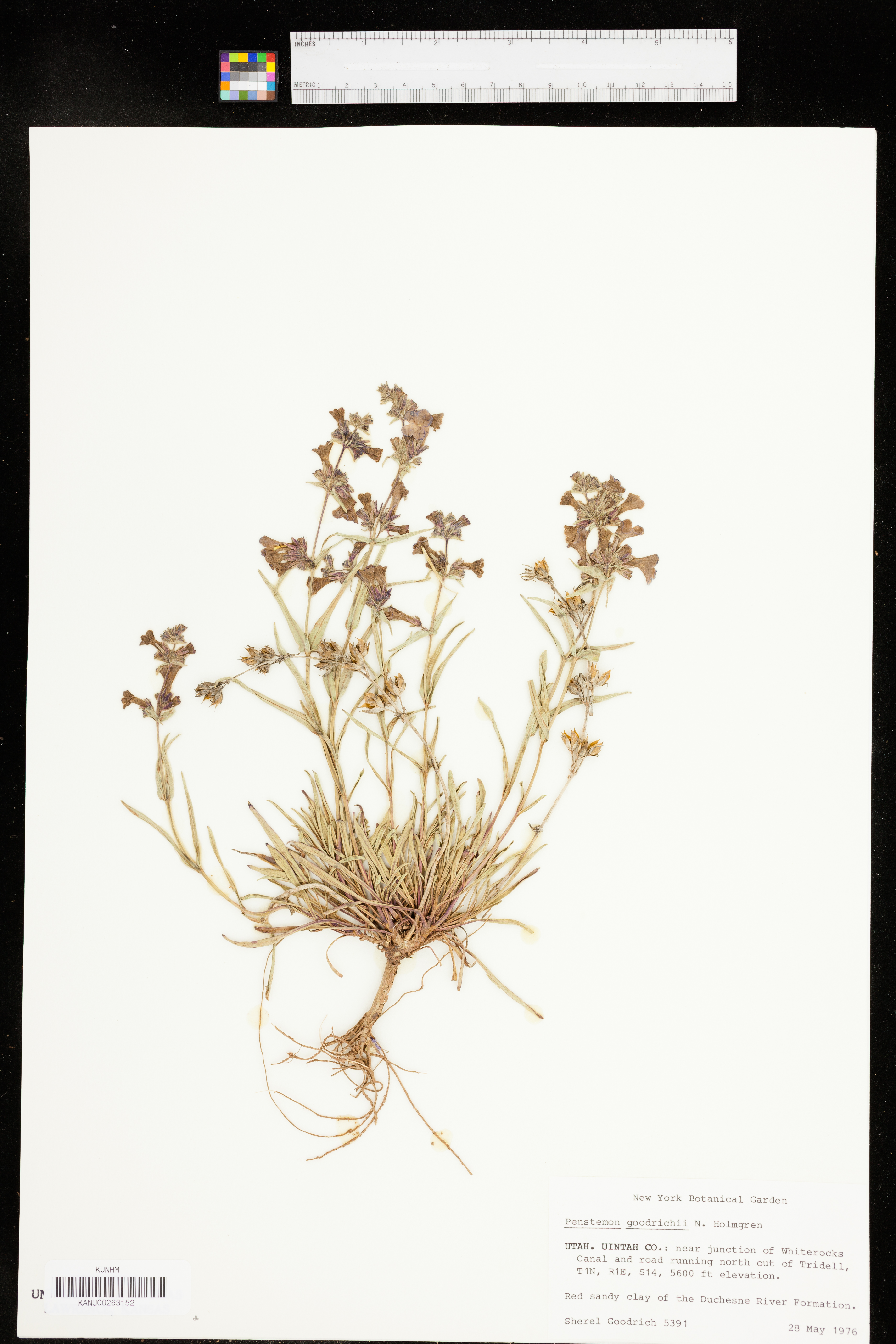 Penstemon goodrichii image