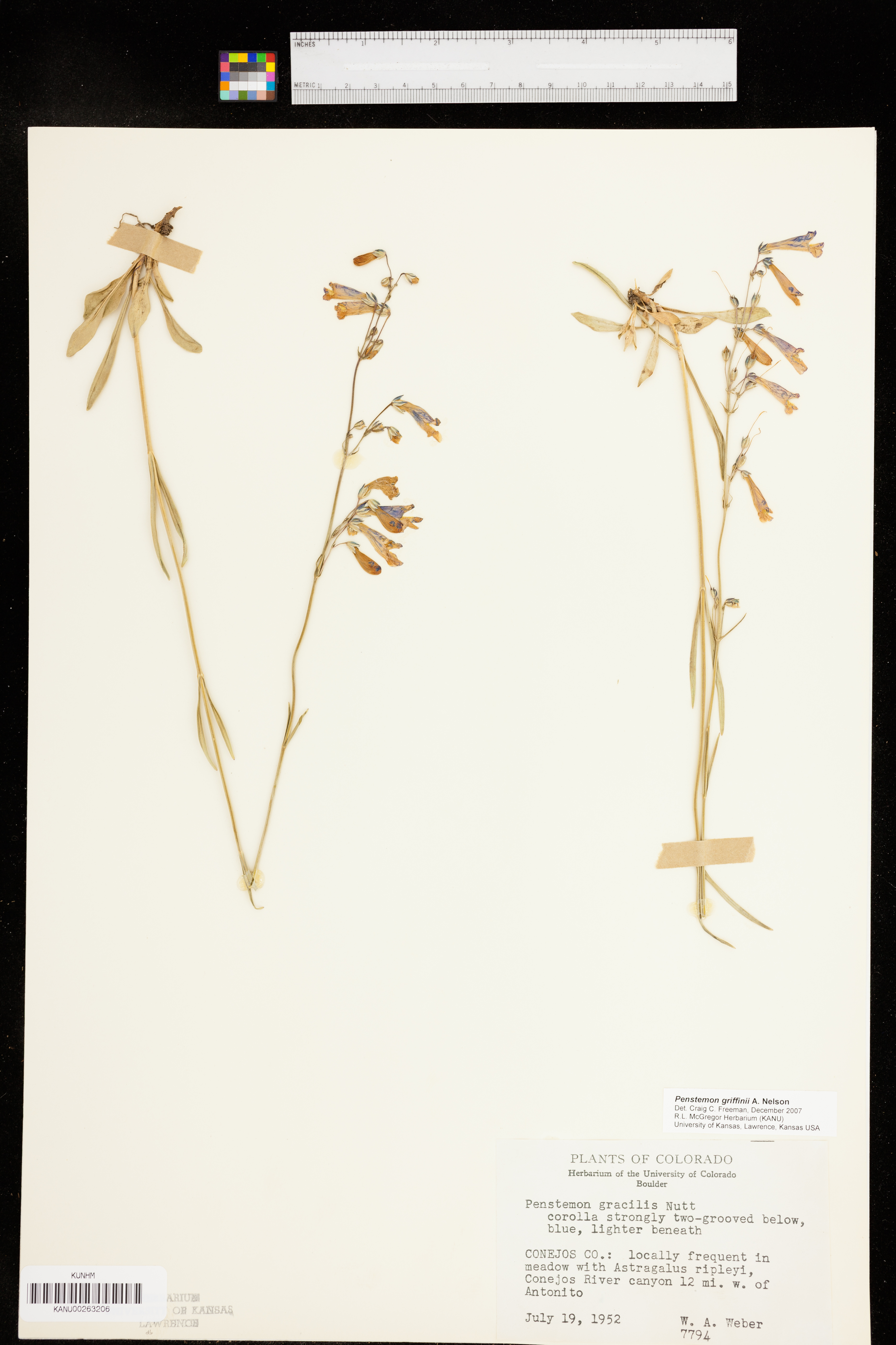 Penstemon griffinii image