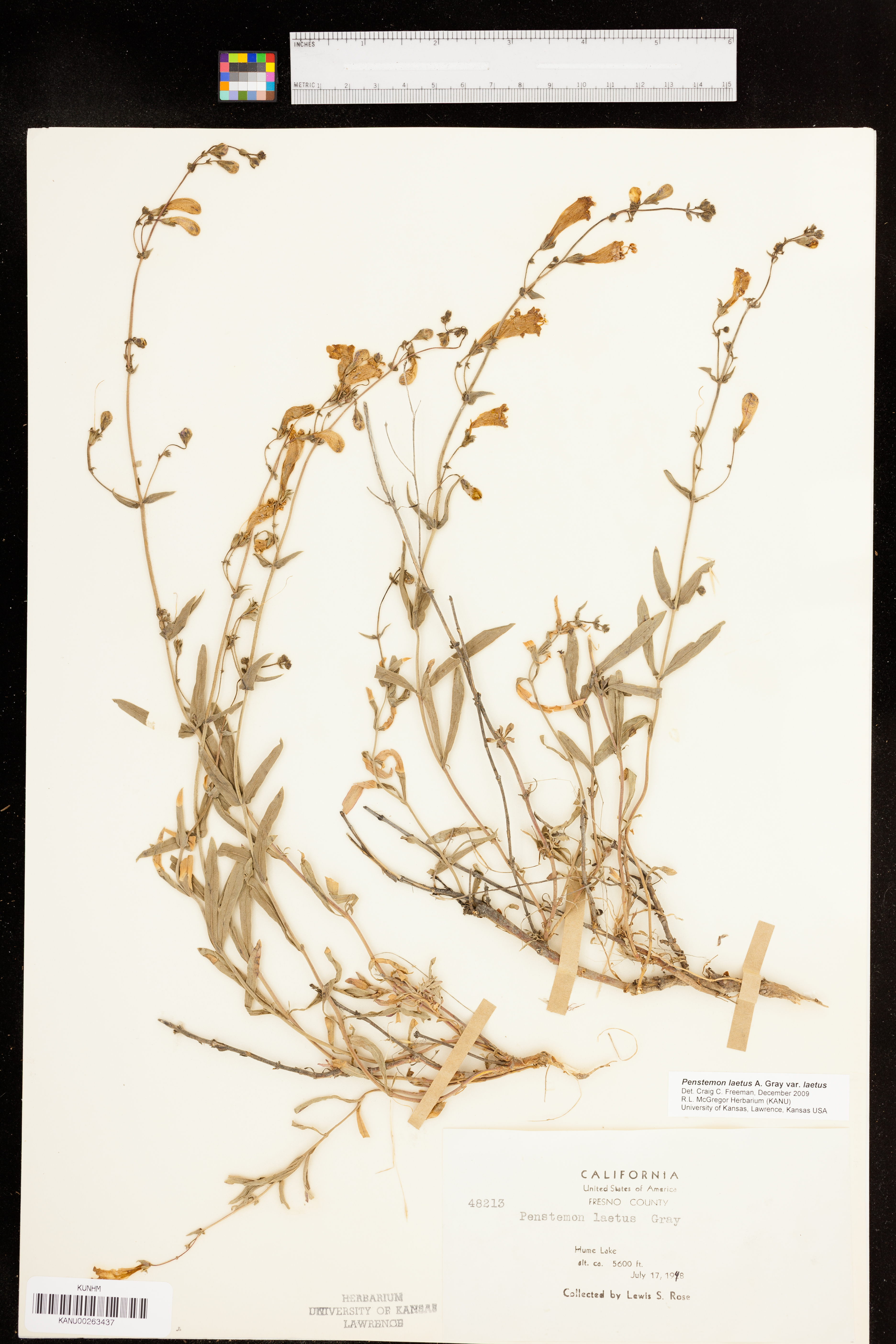 Penstemon laetus image