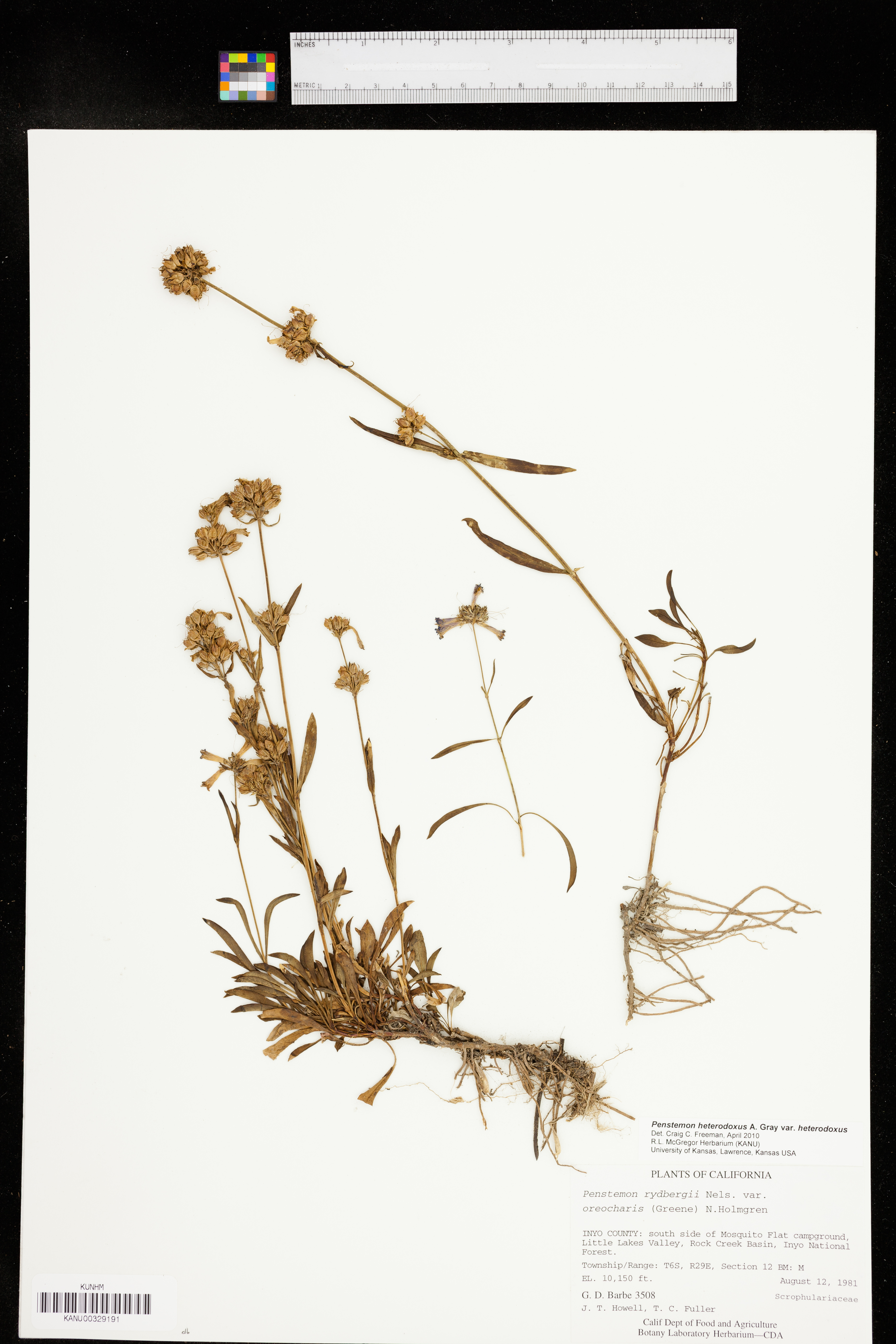 Penstemon heterodoxus subsp. heterodoxus image
