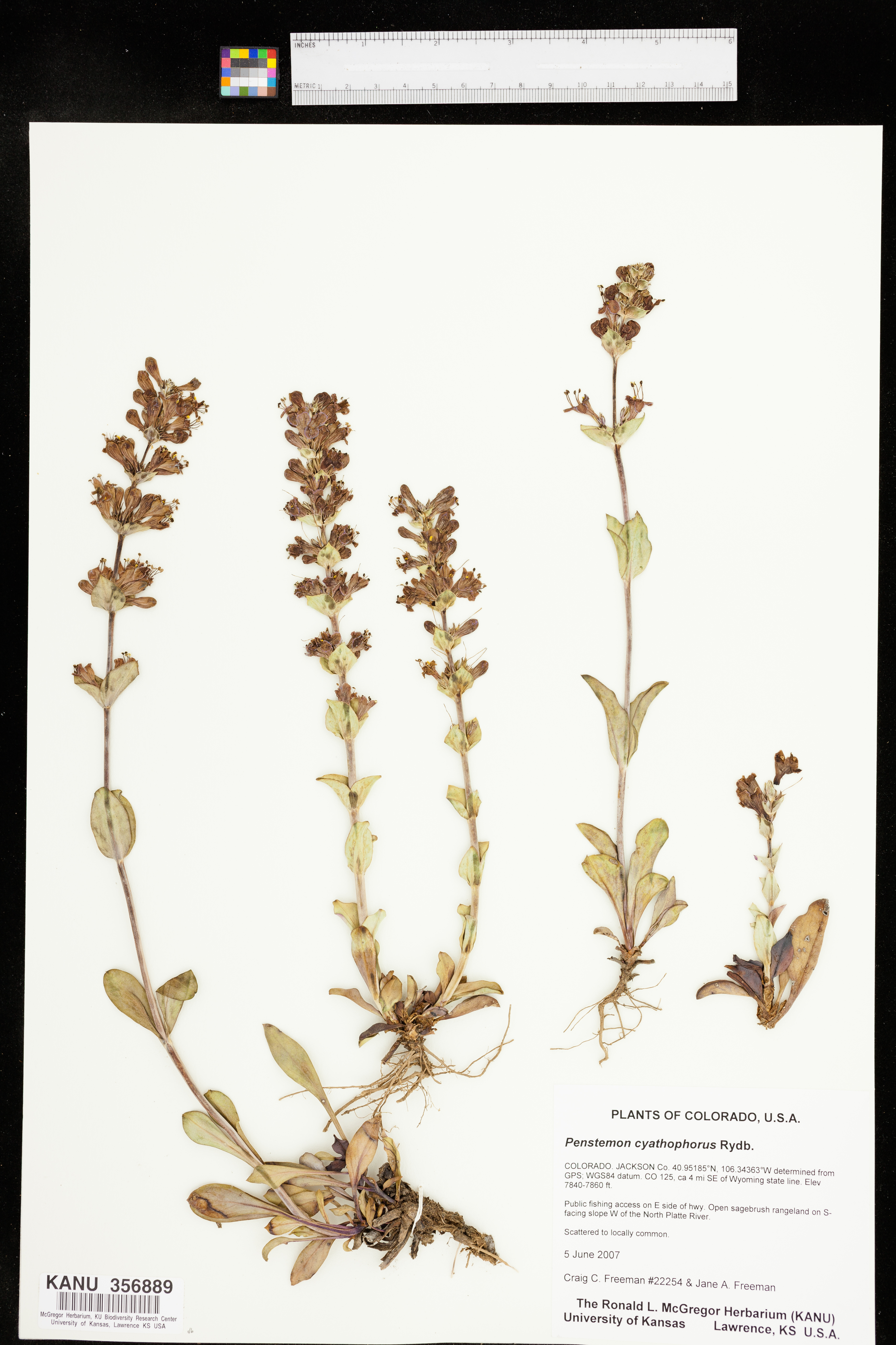 Penstemon cyathophorus image
