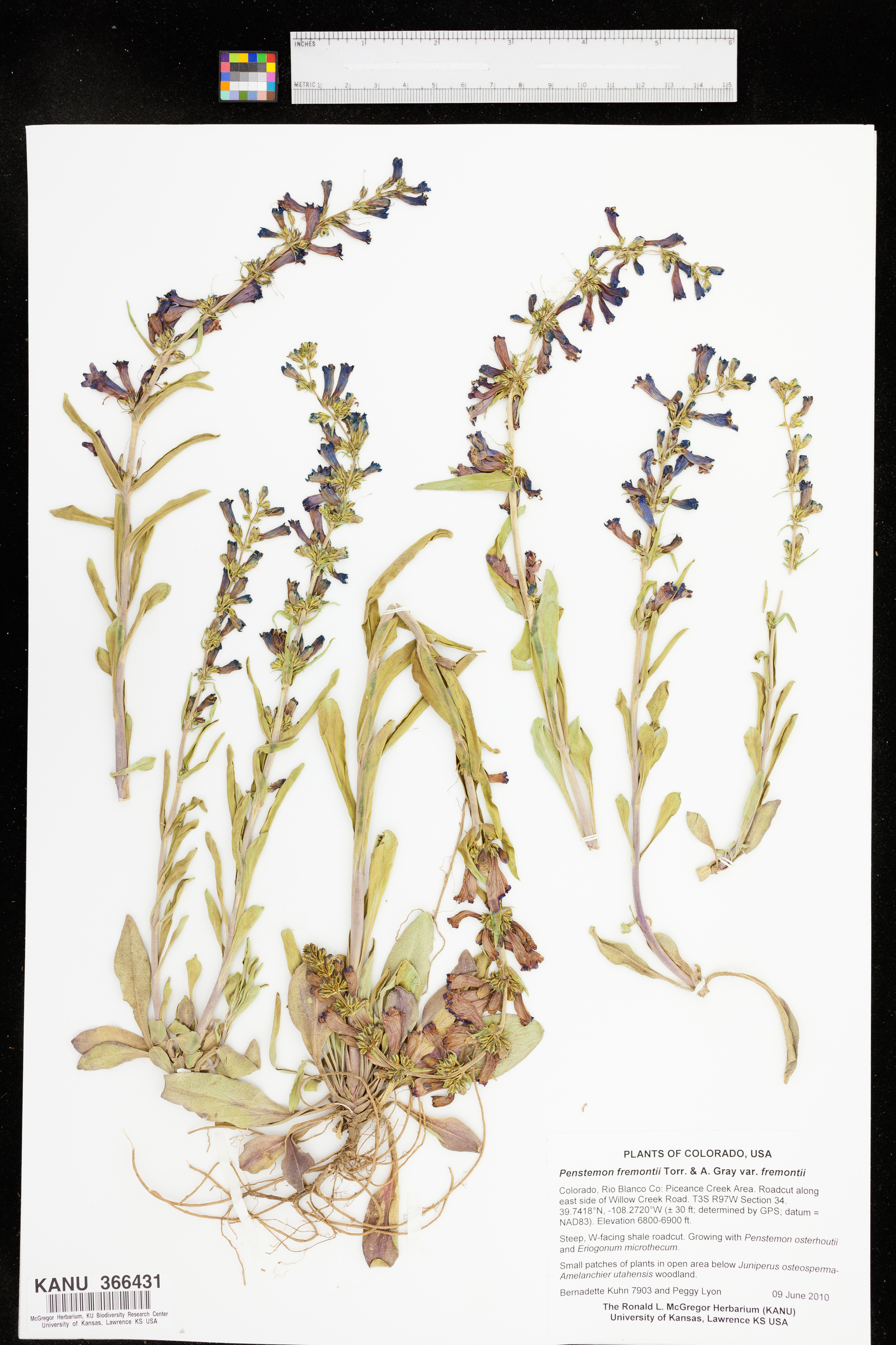 Penstemon fremontii image