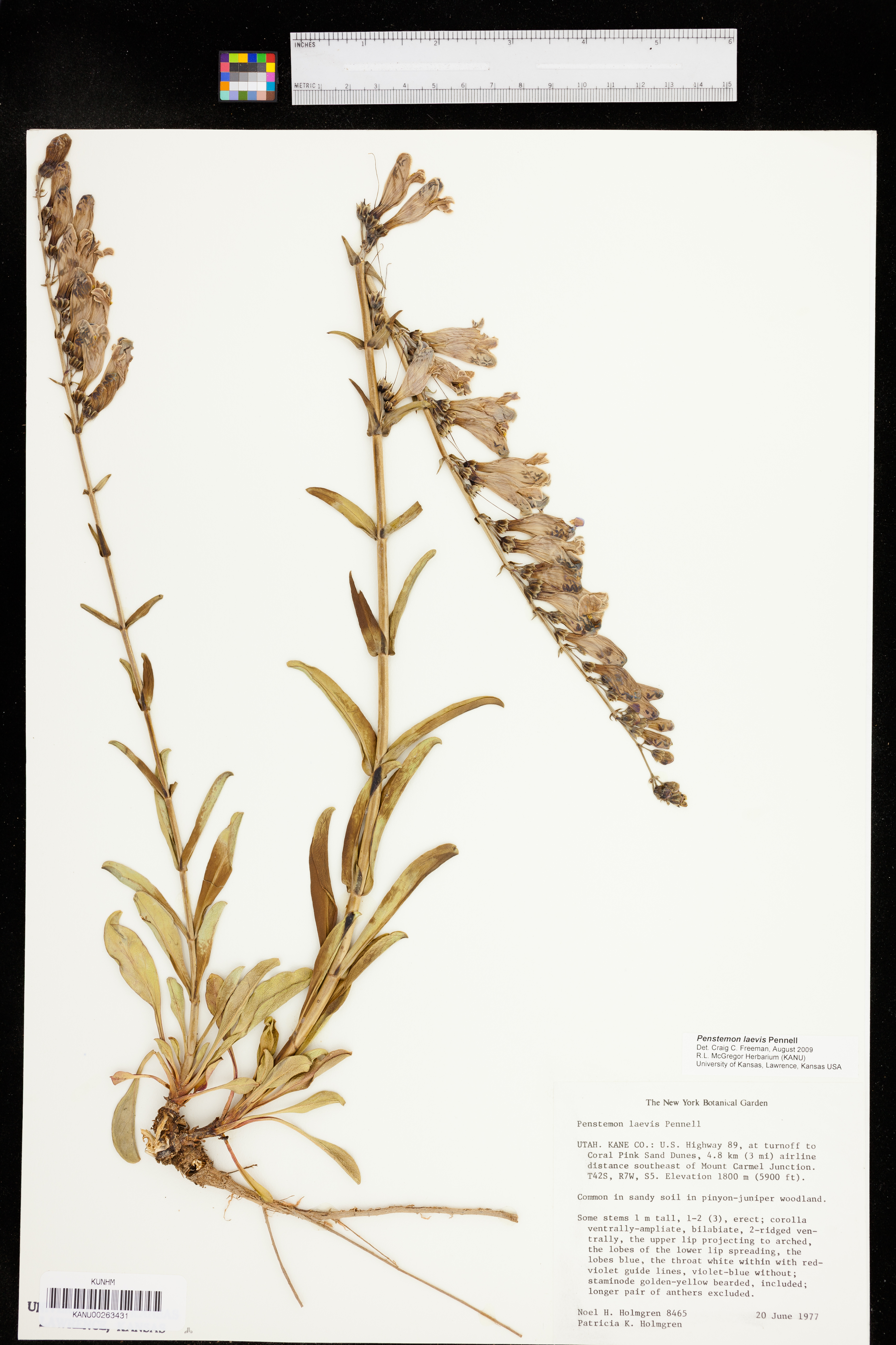 Penstemon laevis image