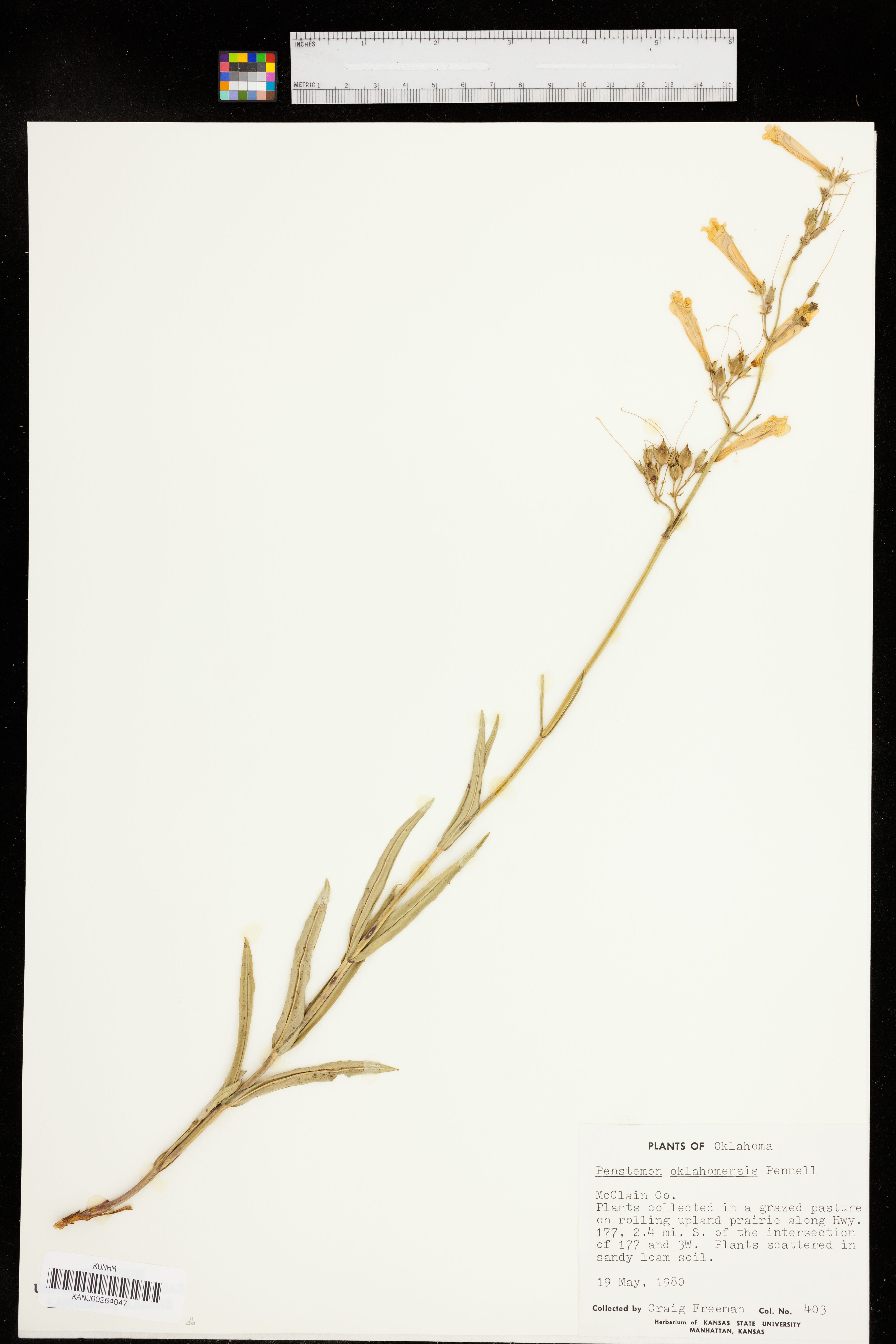 Penstemon oklahomensis image