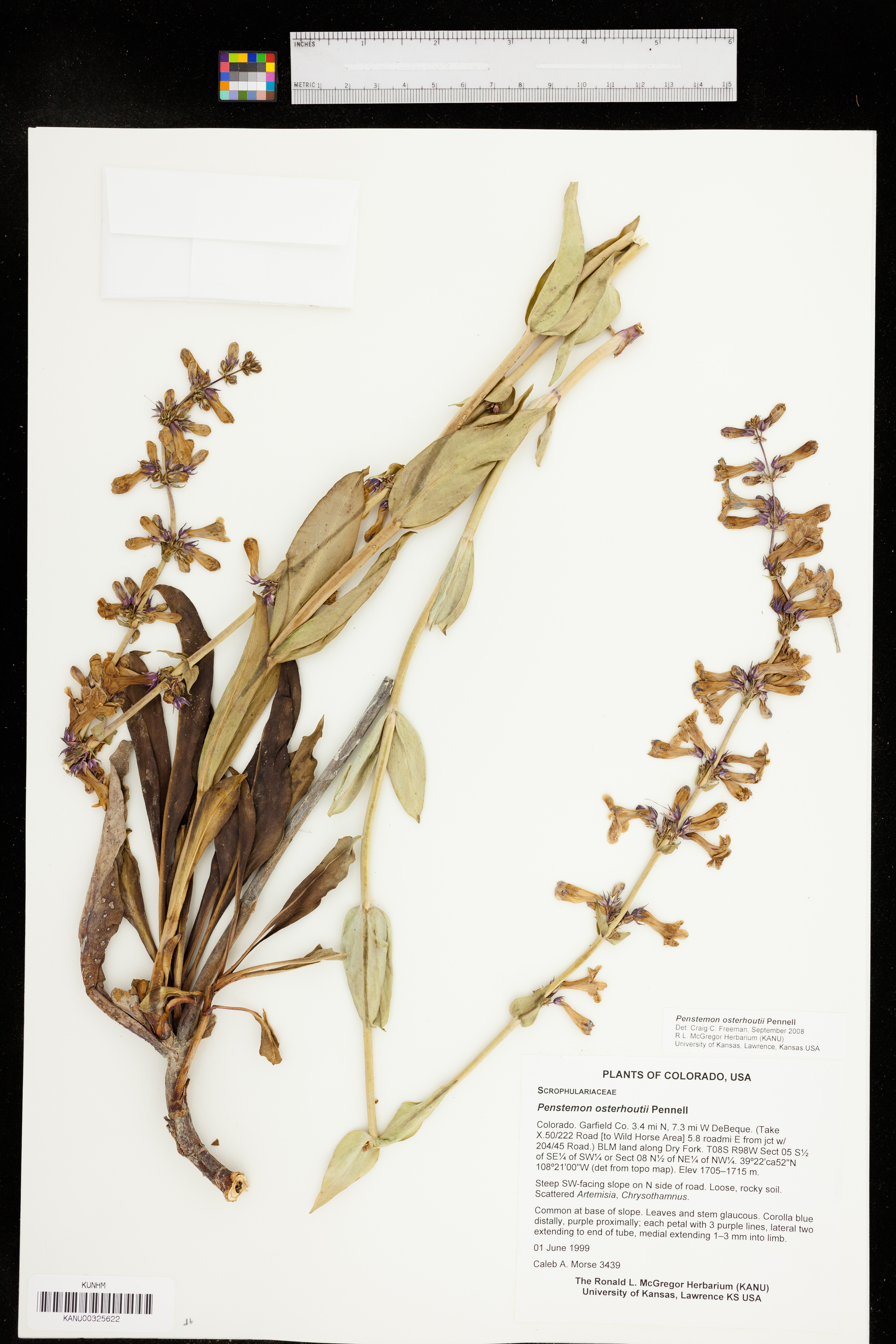 Penstemon osterhoutii image