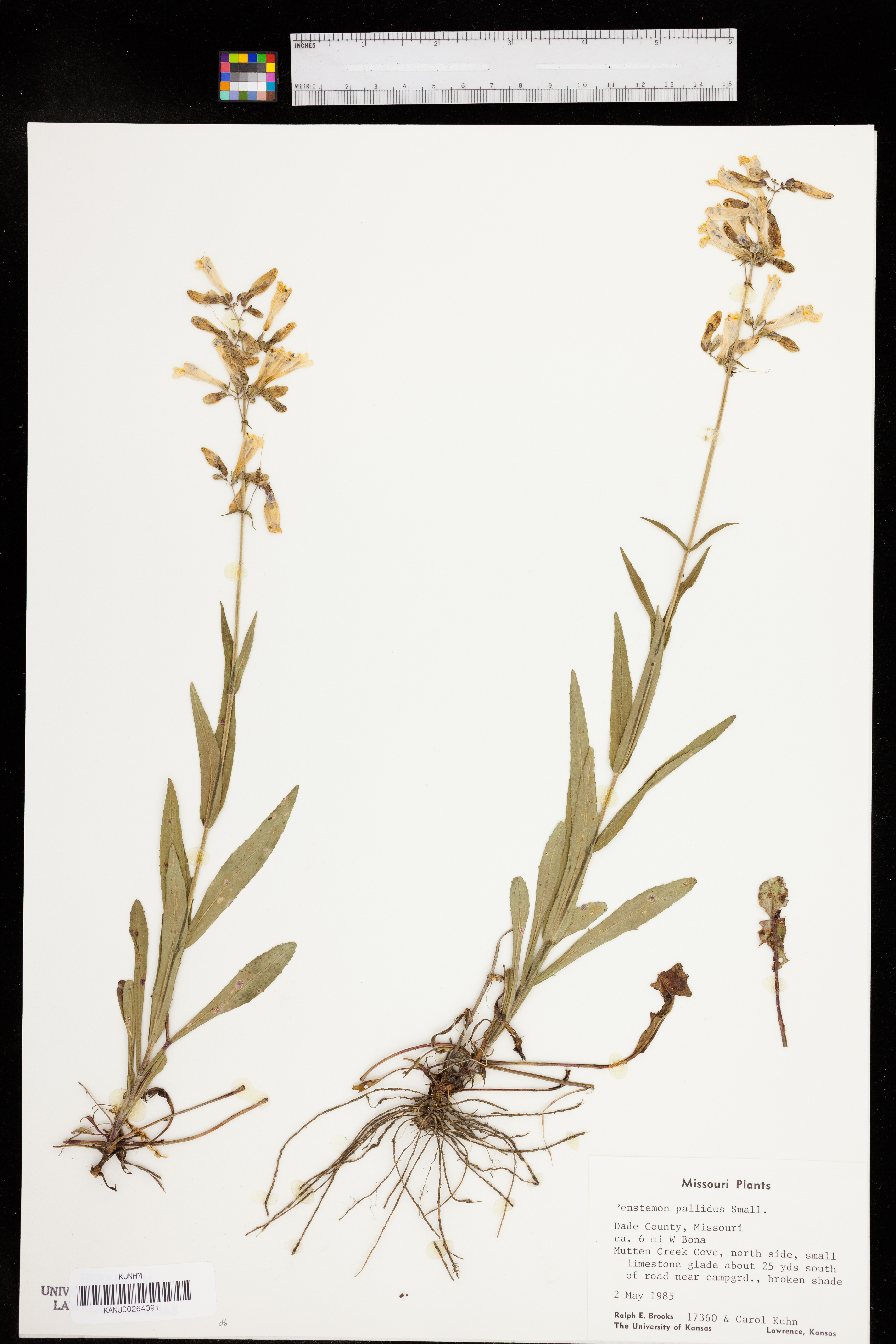 Penstemon pallidus image