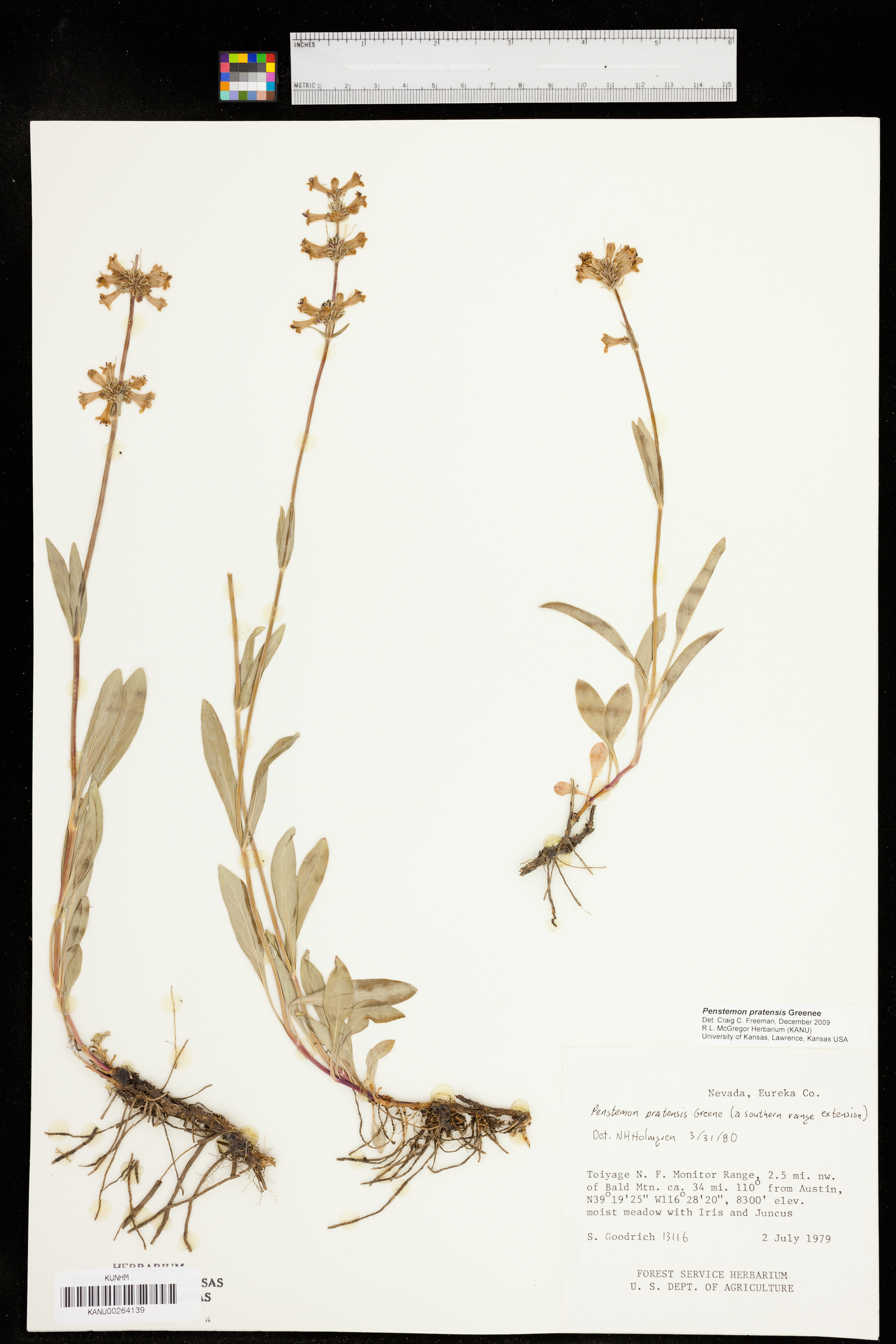 Penstemon pratensis image