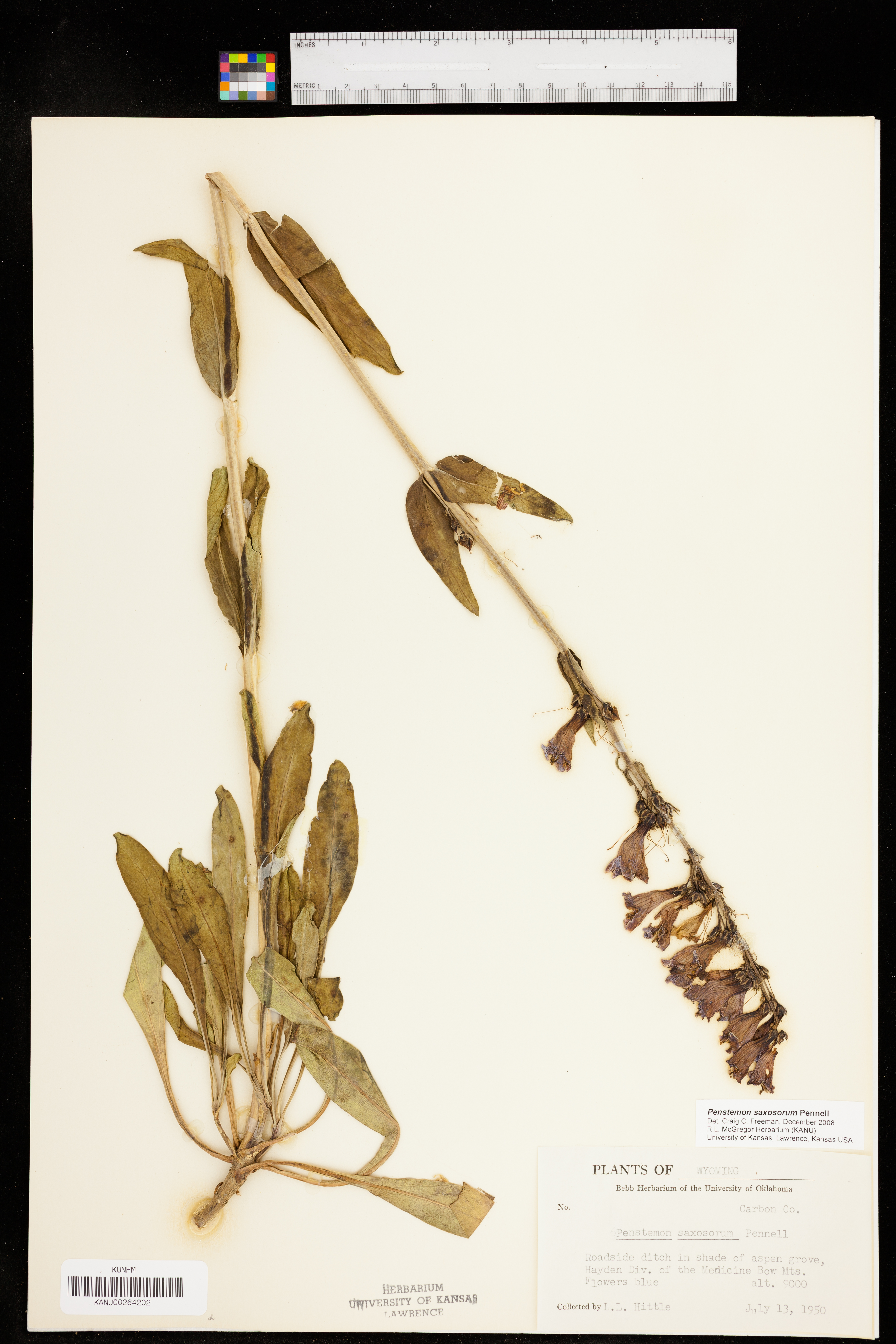 Penstemon saxosorum image