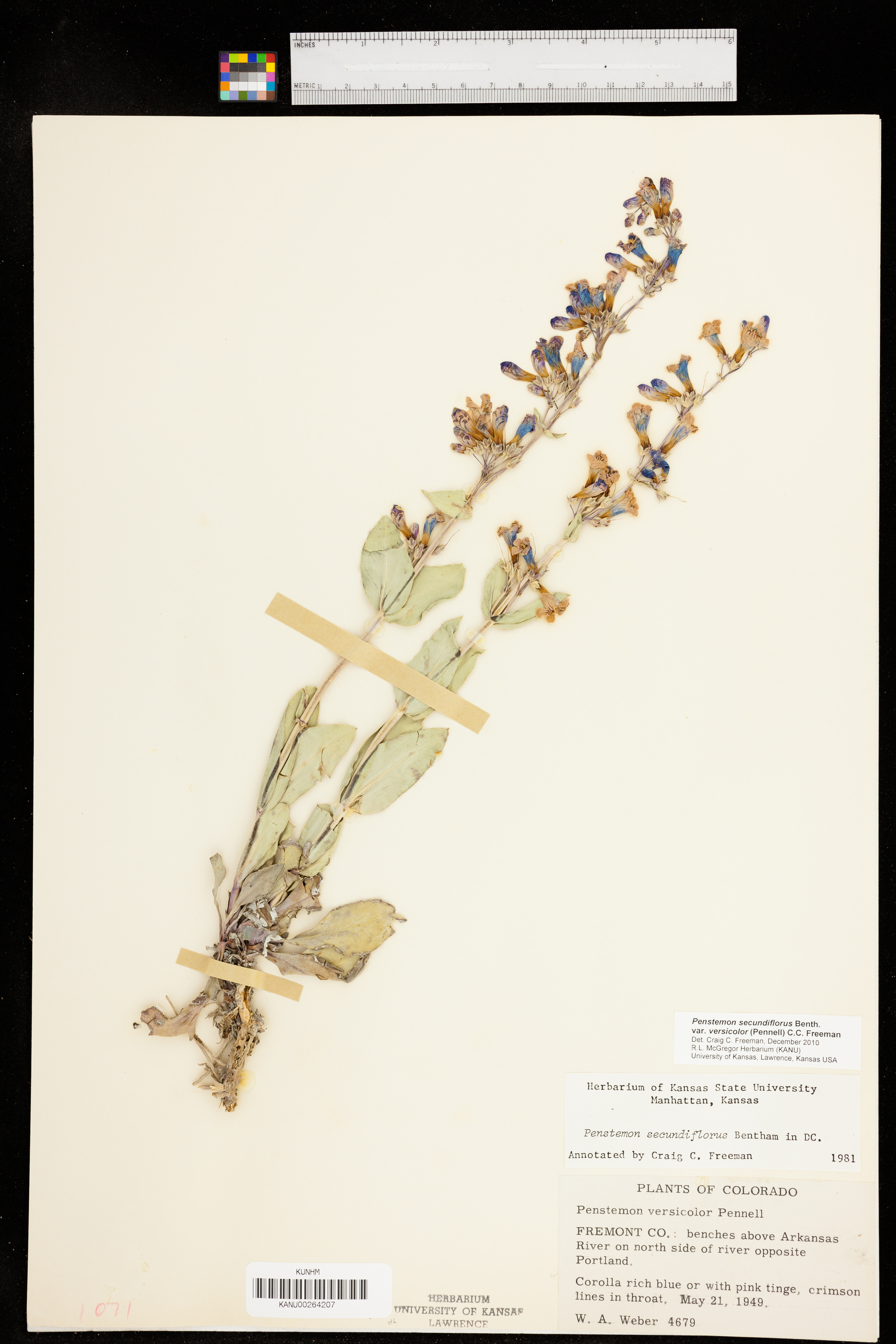 Penstemon secundiflorus var. versicolor image