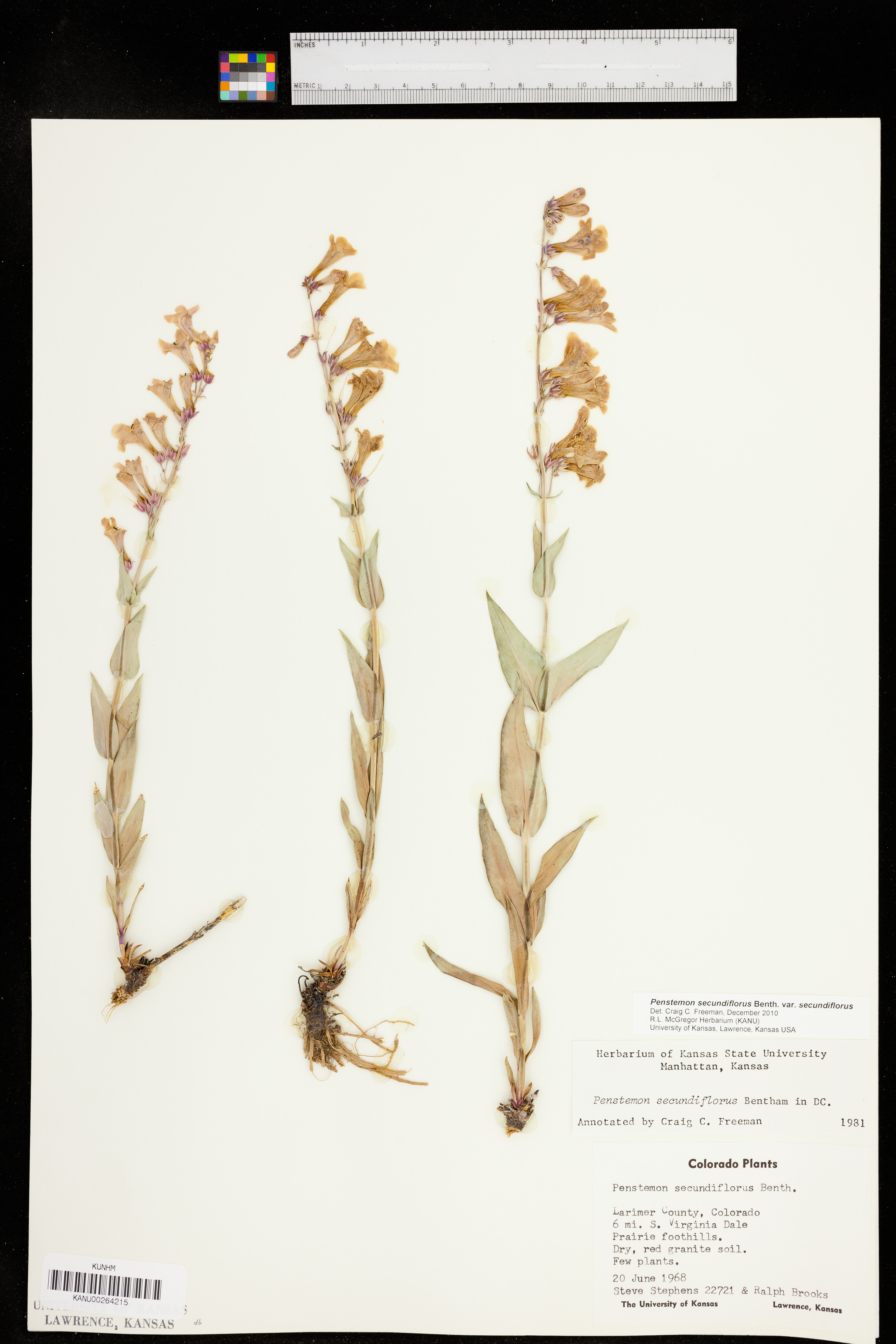 Penstemon secundiflorus var. secundiflorus image