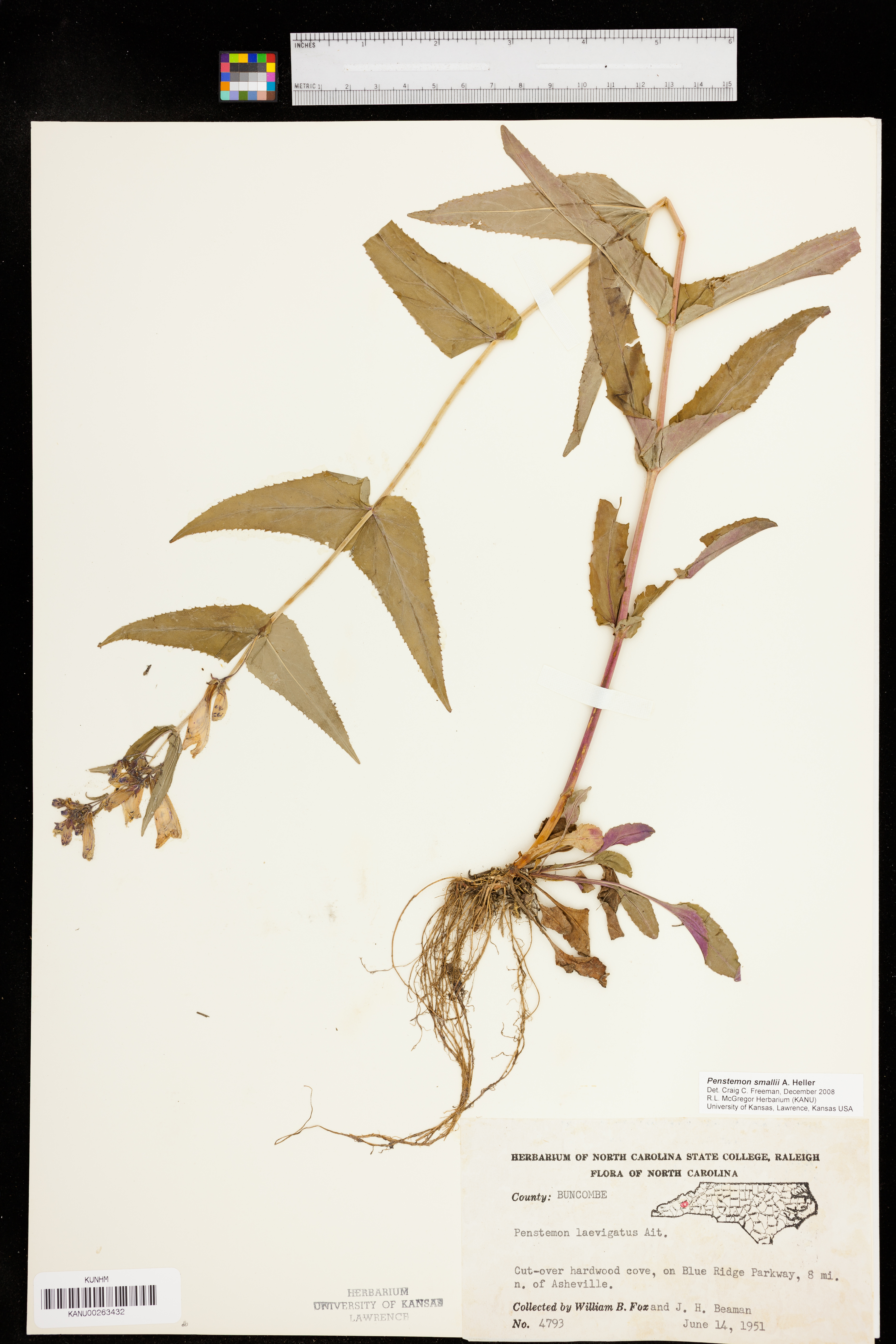 Penstemon smallii image