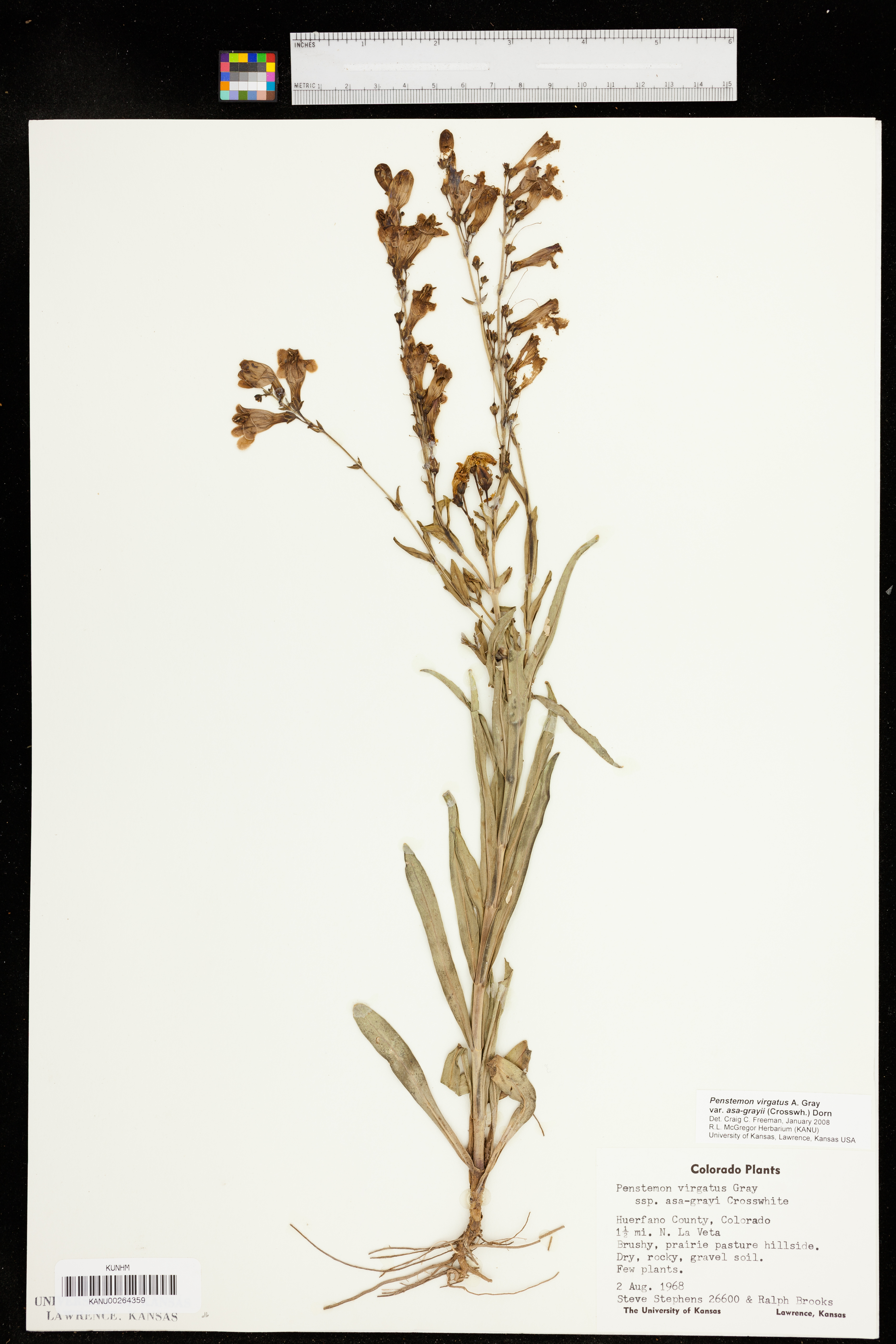 Penstemon unilateralis image