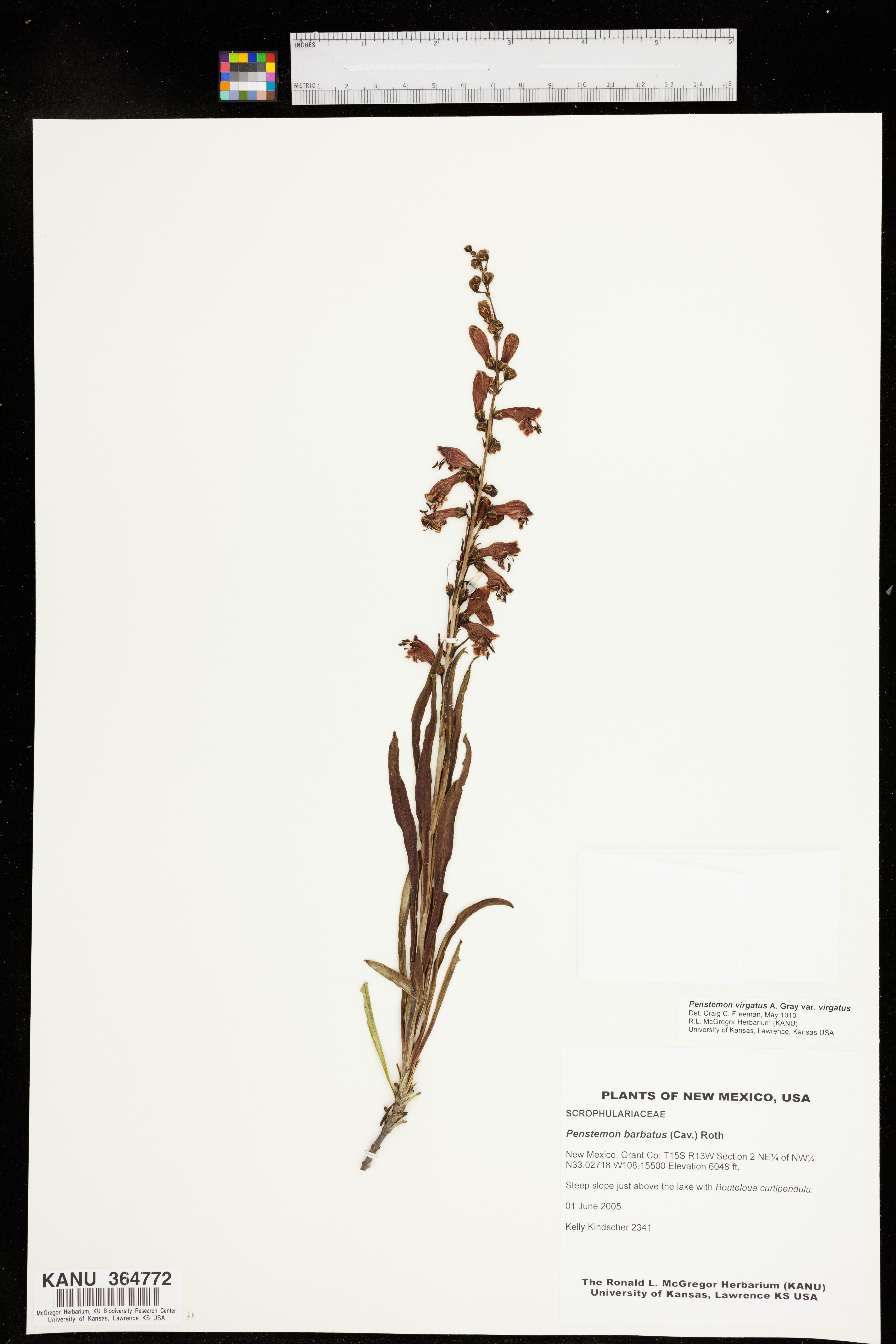 Penstemon virgatus var. virgatus image