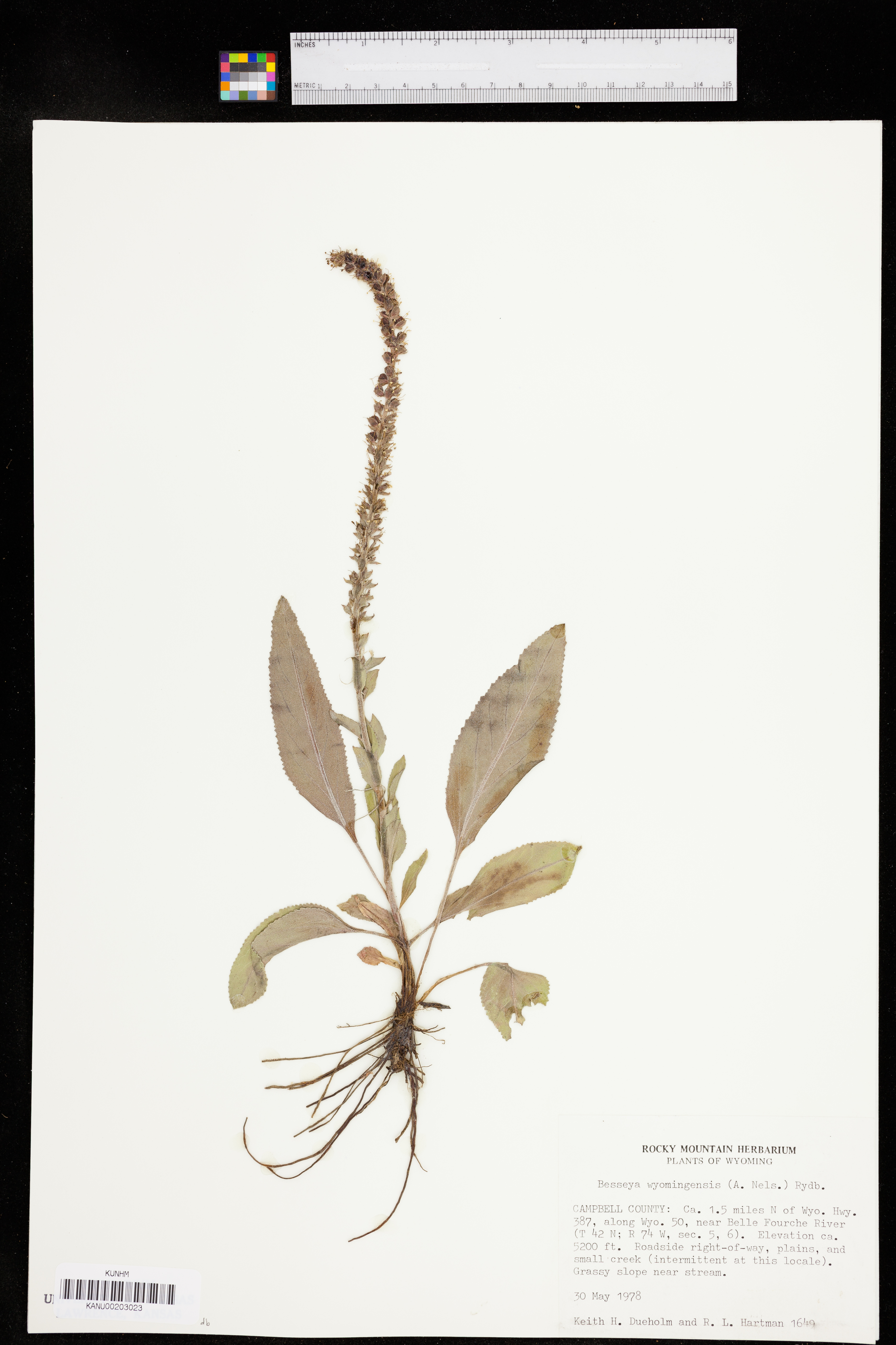 Veronica wyomingensis image