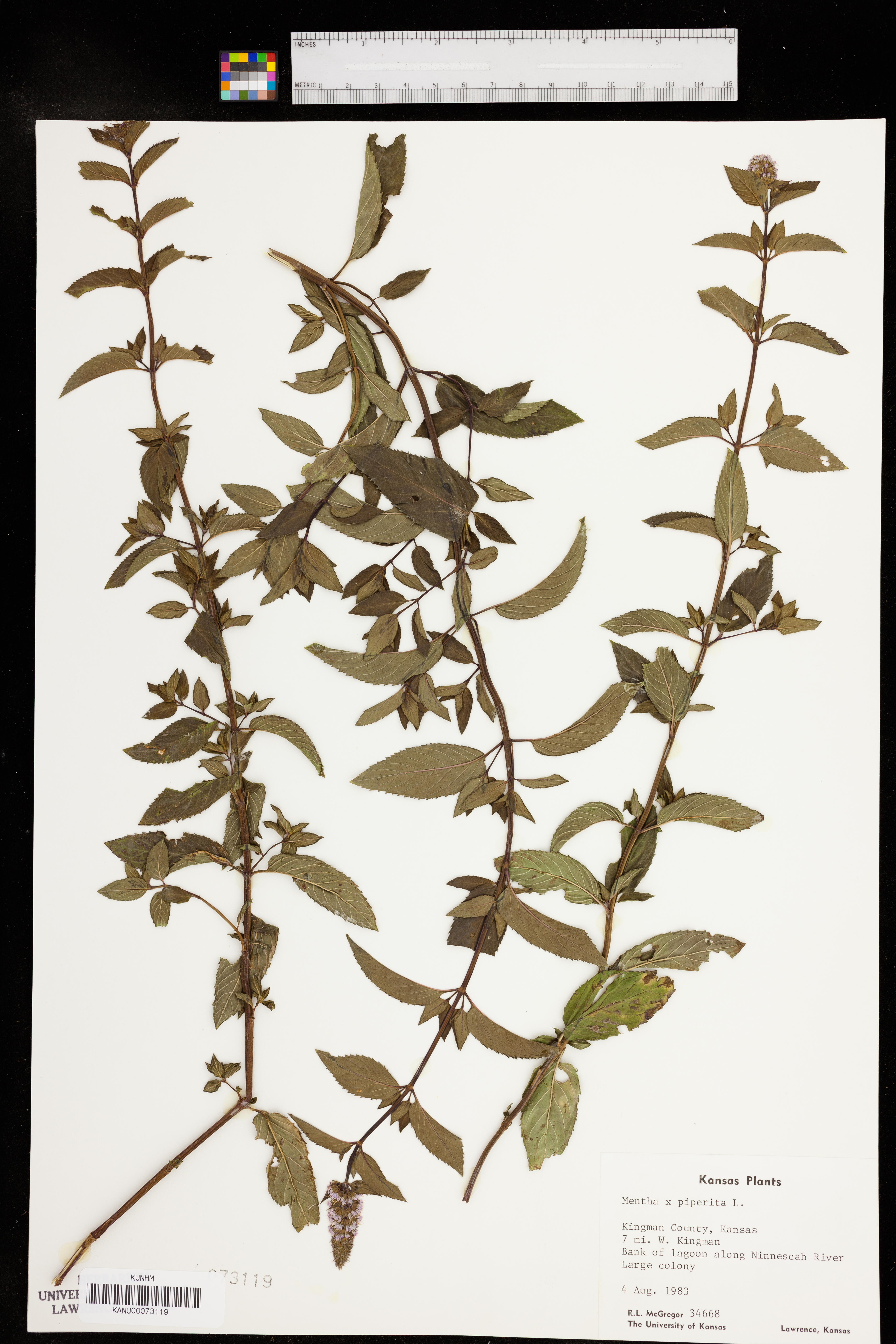 Mentha × piperita image