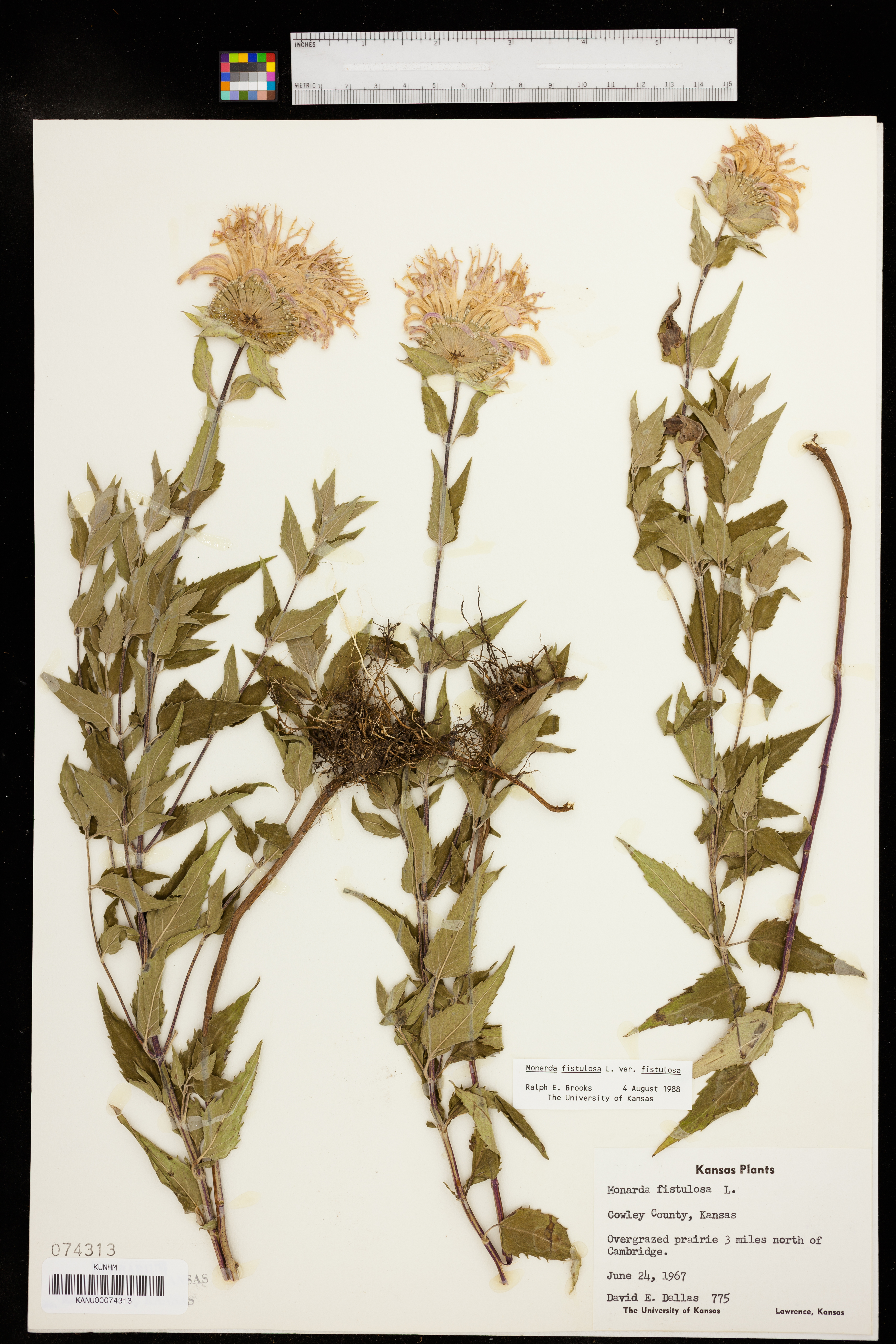 Monarda fistulosa var. fistulosa image