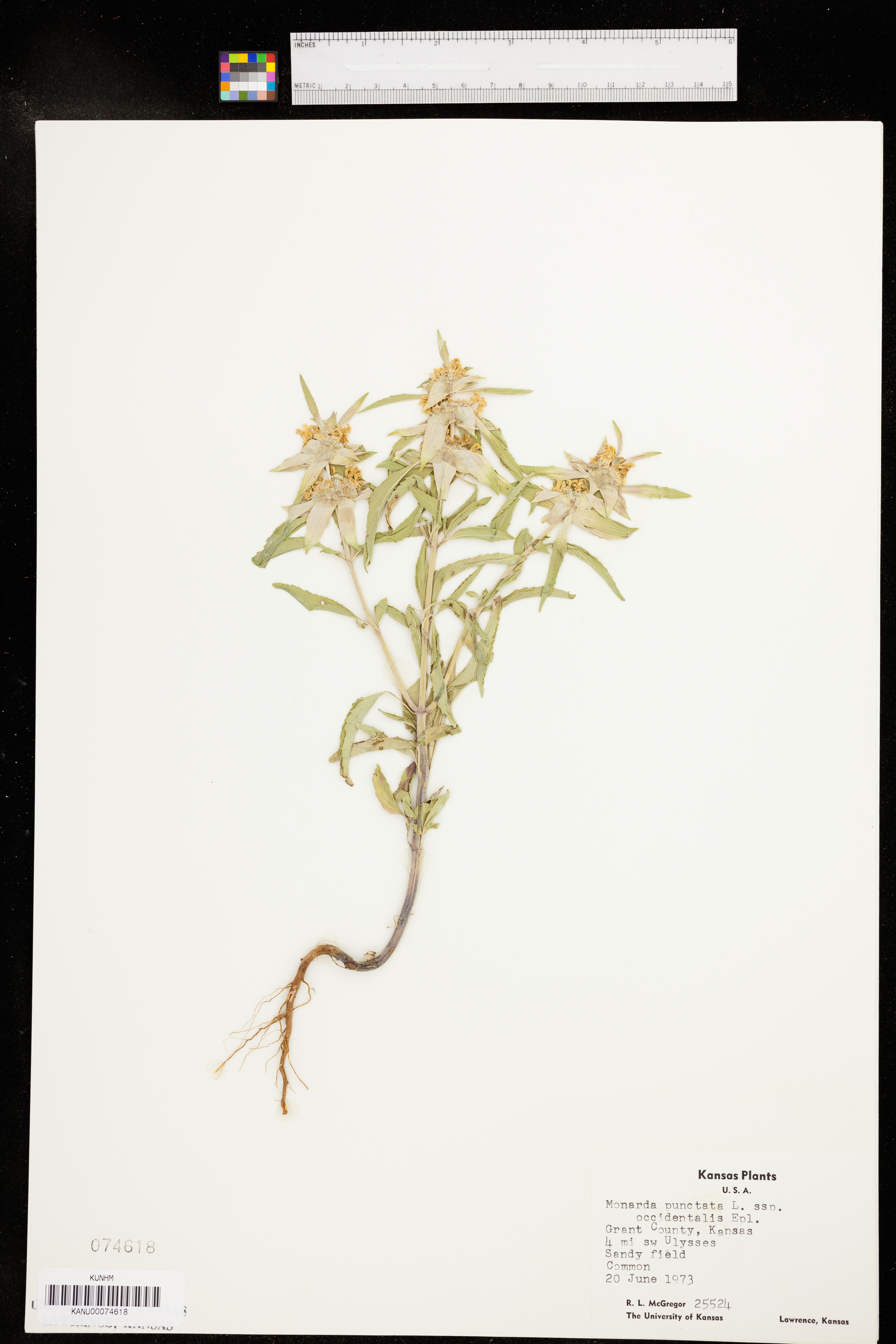 Monarda punctata var. occidentalis image